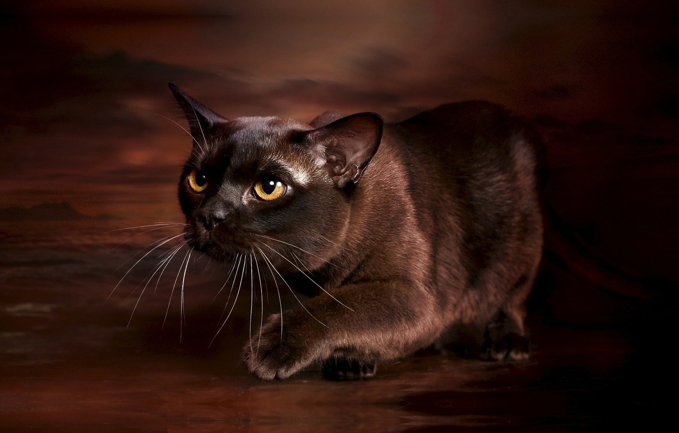 Photo Wallpaper Cat, Photo, Background, Grace, Burma, - Бурманская Кошка Обои - HD Wallpaper 