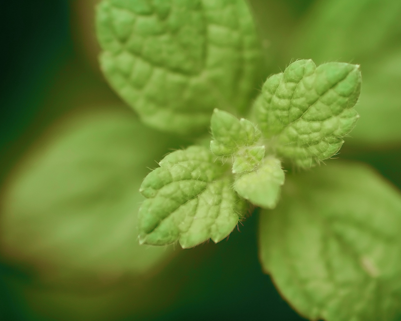Wallpaper Mint, Green, Leaves, Beautifully - HD Wallpaper 