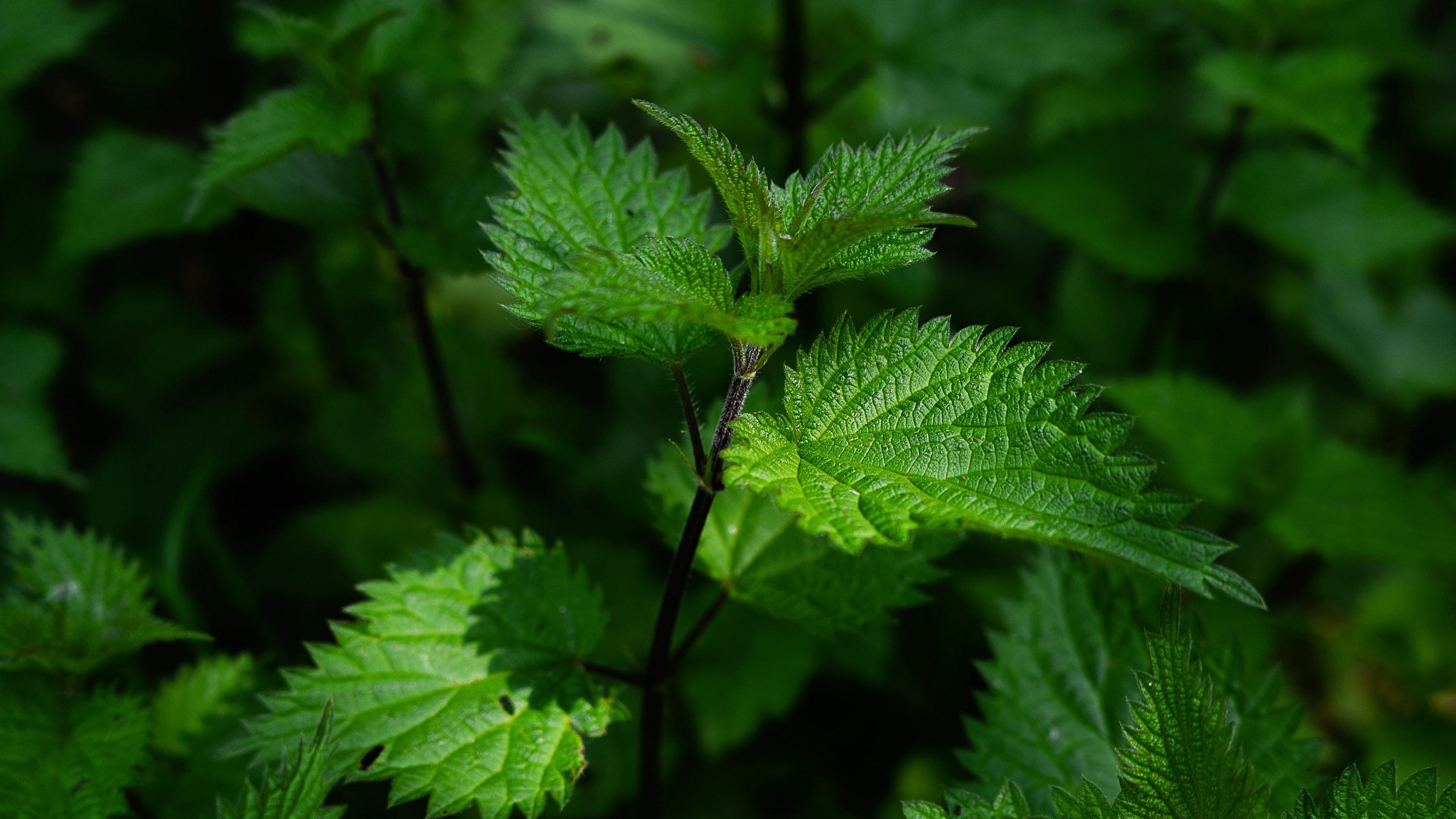Wallpaper Nettle, Leaves, Stalks, Plant, Green - Nettle - HD Wallpaper 