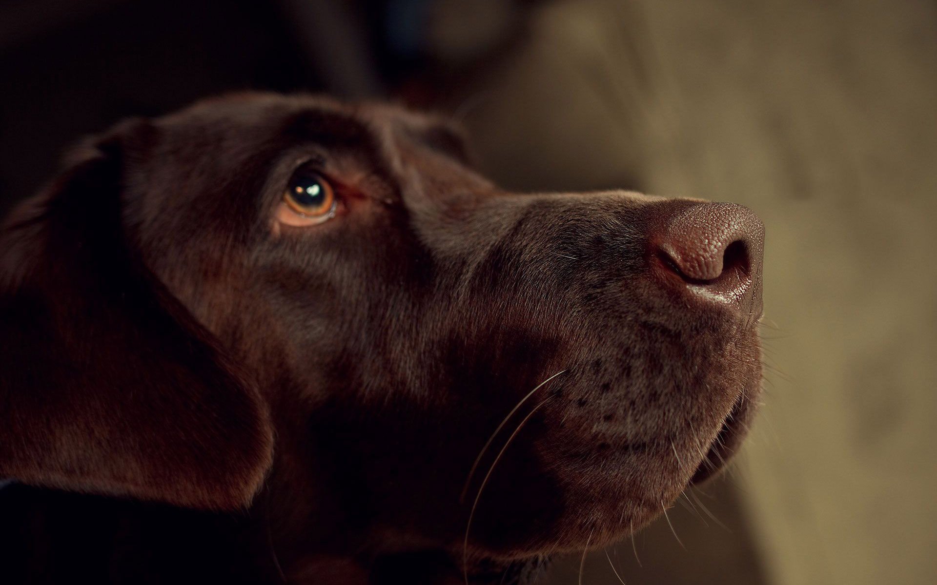 Designer Color - Hd Wallpaper Chocolate Labrador - HD Wallpaper 
