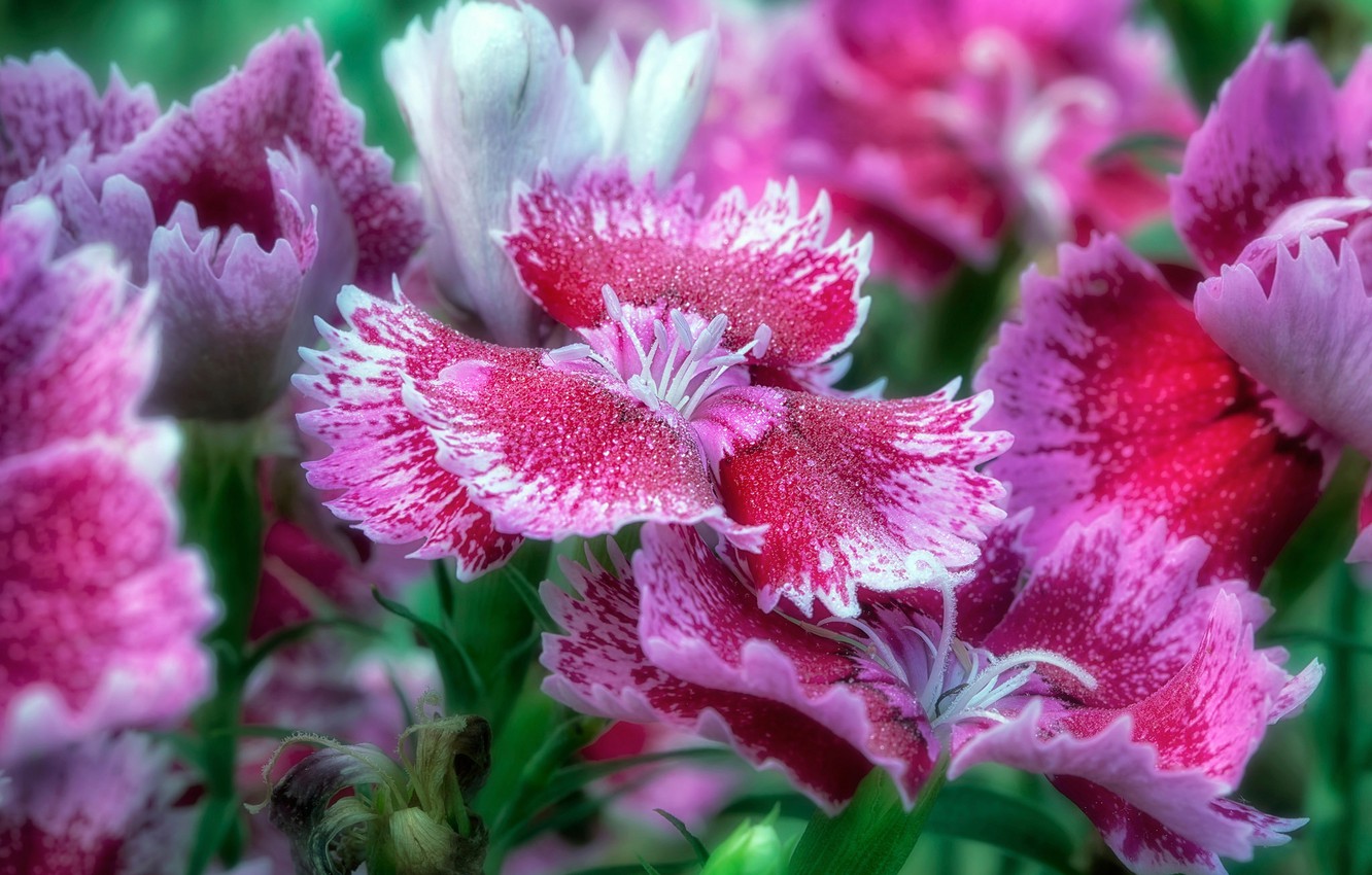 Photo Wallpaper Macro, Petals, Magic Kingdom - Wallpaper - HD Wallpaper 