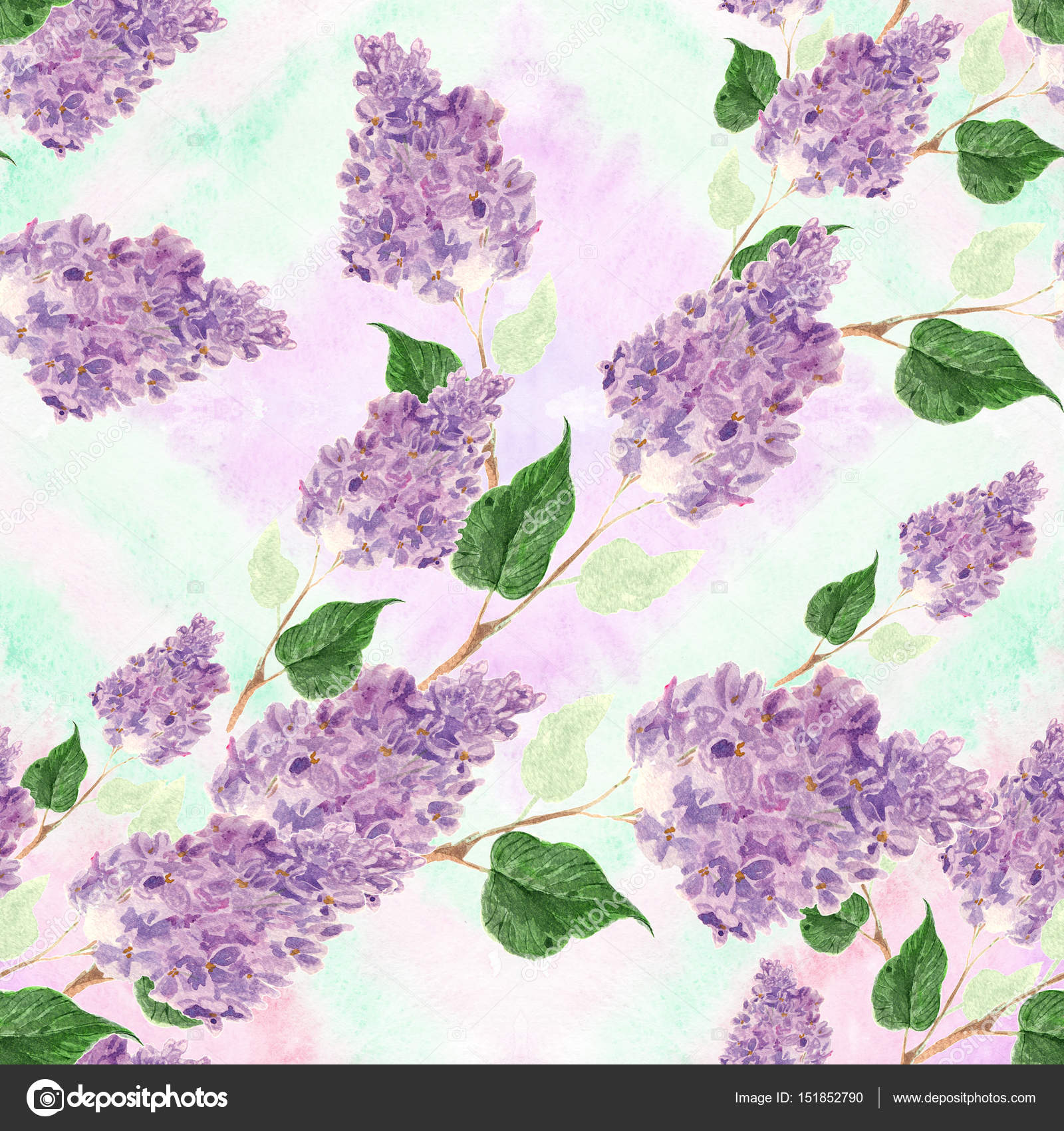 Viola - HD Wallpaper 