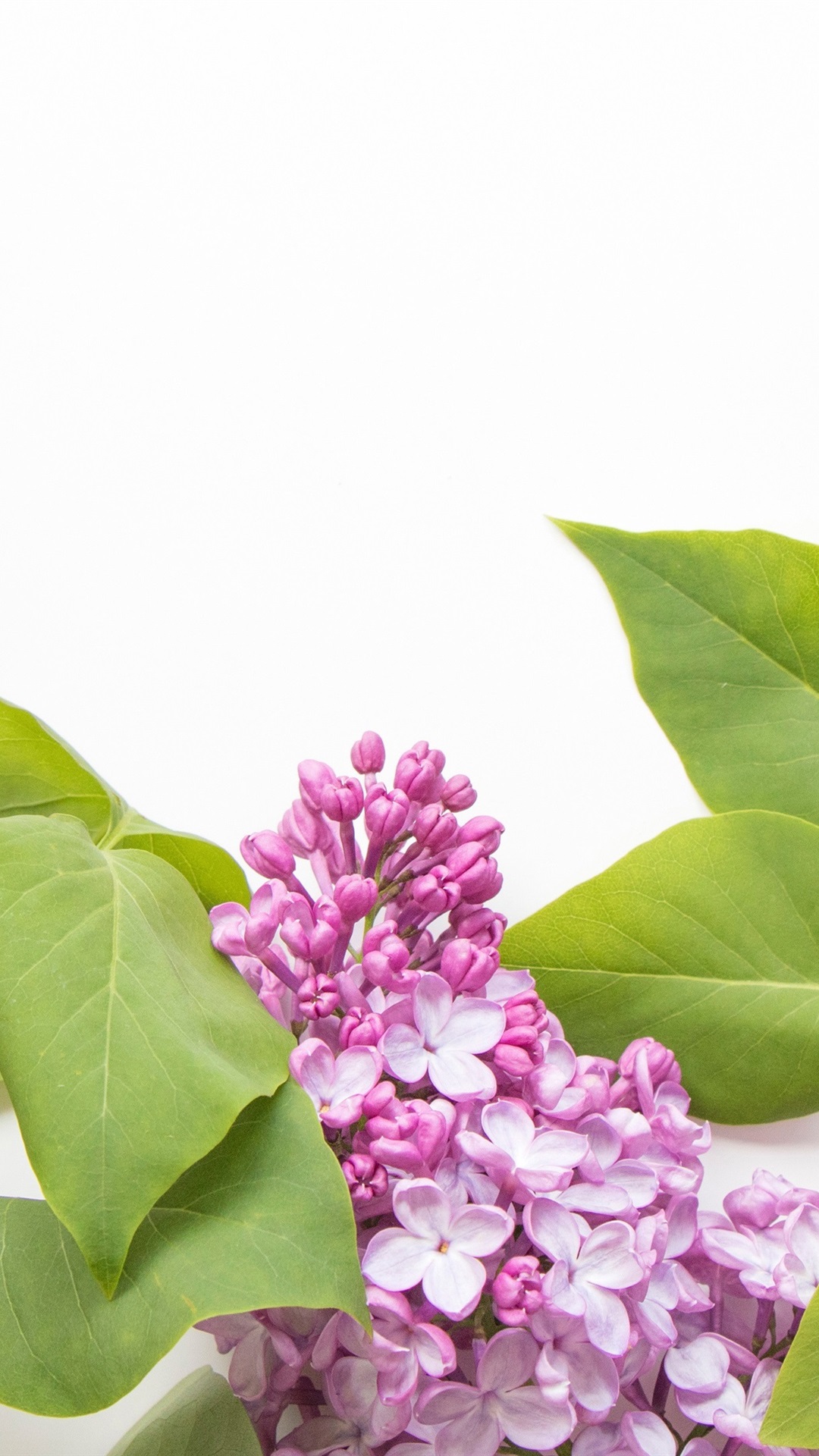 Iphone Wallpaper Pink Lilac Flowers, White Background - White Hd Wallpaper Purple Flower Background Hd - HD Wallpaper 