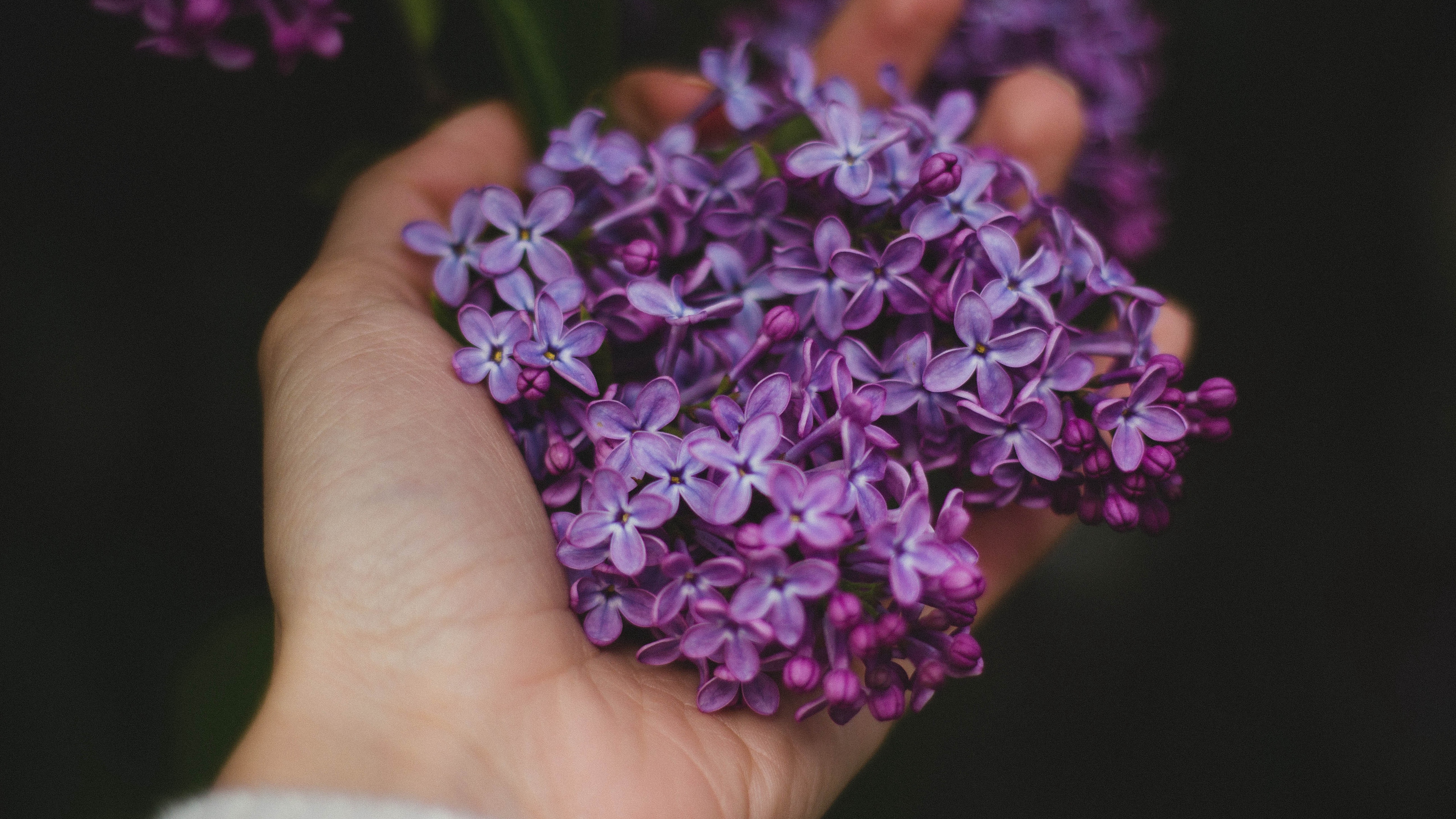 Wallpaper Lilac, Flowers, Hand - Purple Flower With Hand - HD Wallpaper 