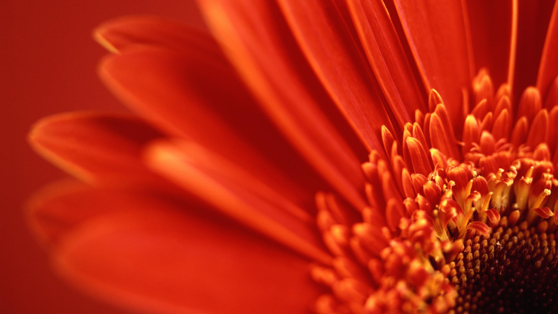 Red Gerbera Daisy Wallpaper - Gerbera Daisy Flowers Hd - HD Wallpaper 