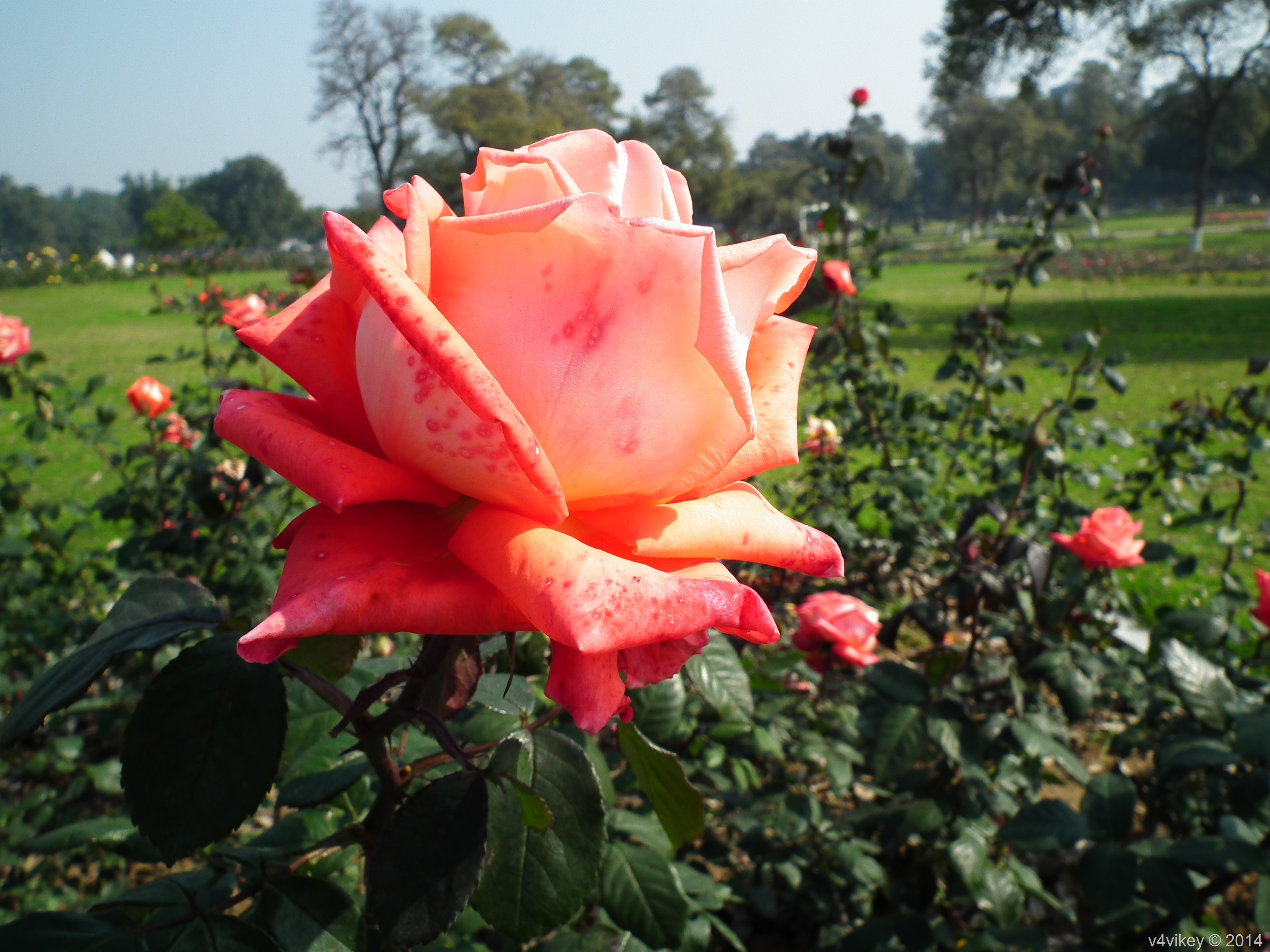 Orange Color Rose Flower - Hybrid Tea Rose - HD Wallpaper 