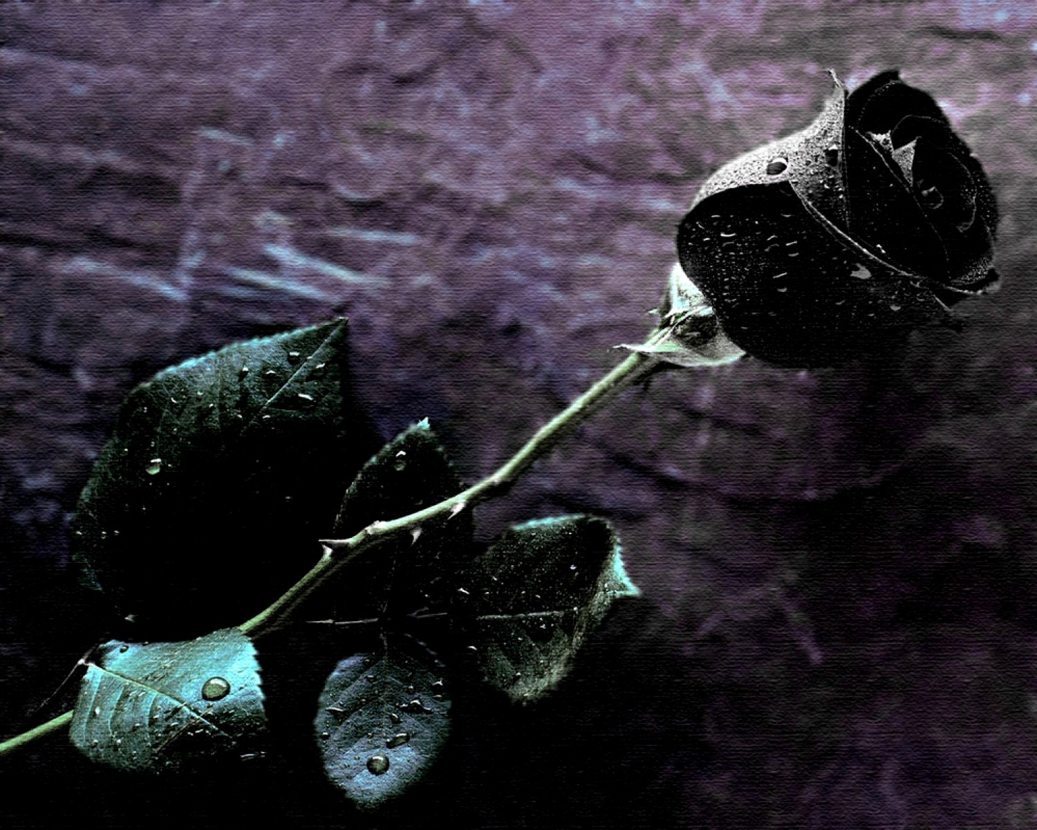 Black Rose Wallpaper Full Hd For Free Wallpaper - HD Wallpaper 