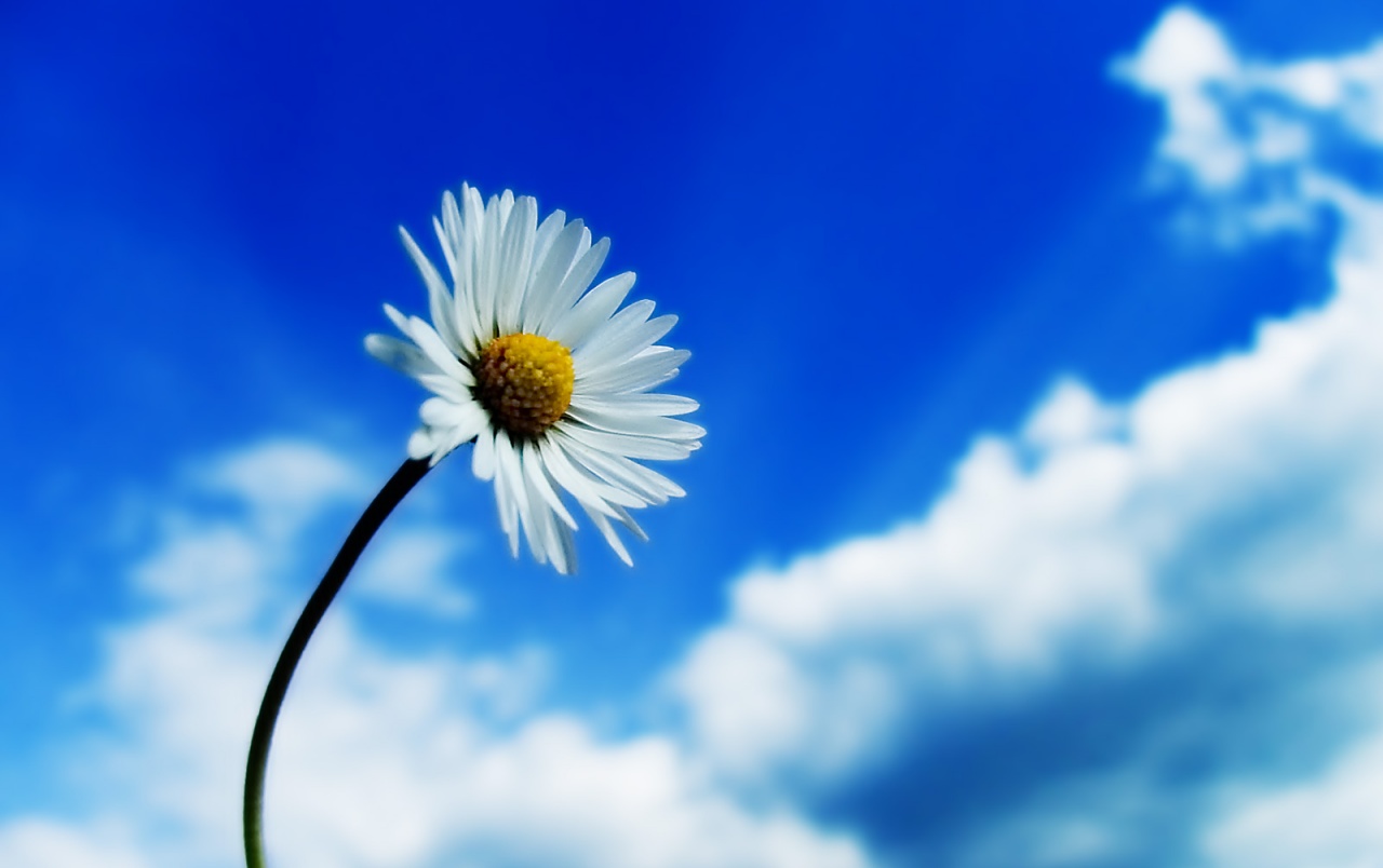White Daisy Wallpapers - Fondo De Pantalla Clara - HD Wallpaper 