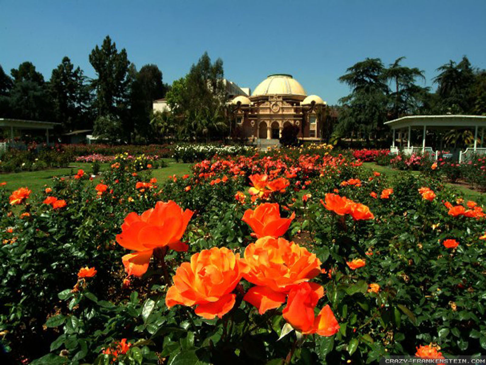 Exposition Park Rose Garden - HD Wallpaper 