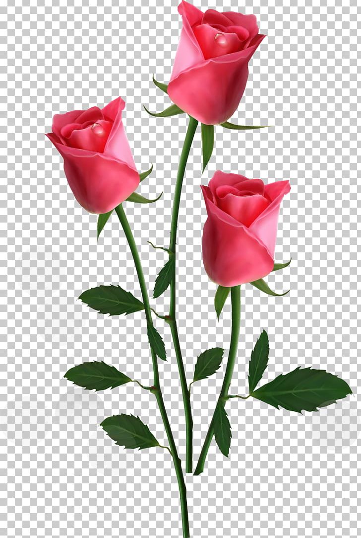 Rose Flower Pink Png, Clipart, Bud, China Rose, Clip - HD Wallpaper 