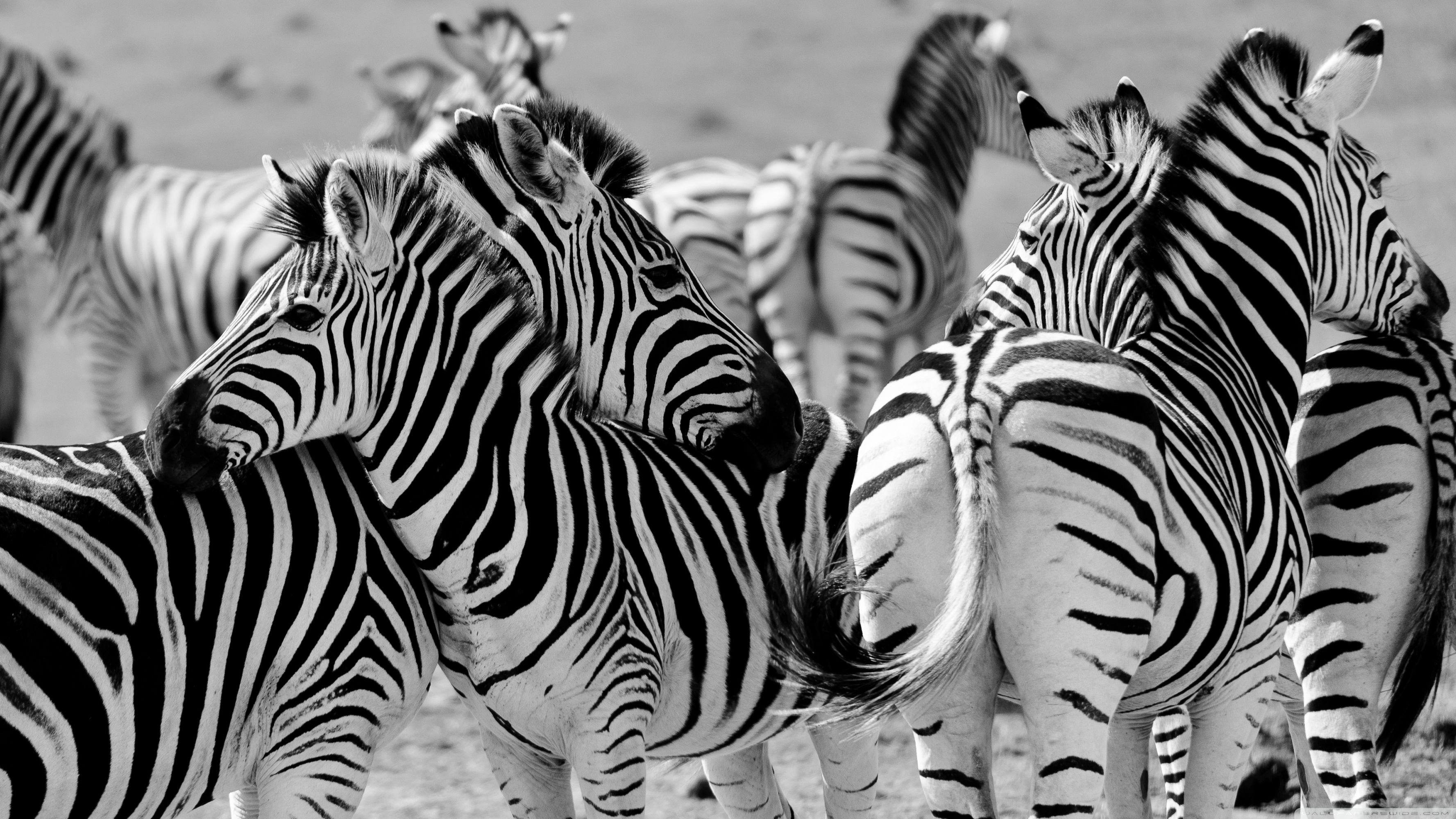 Zebra - HD Wallpaper 
