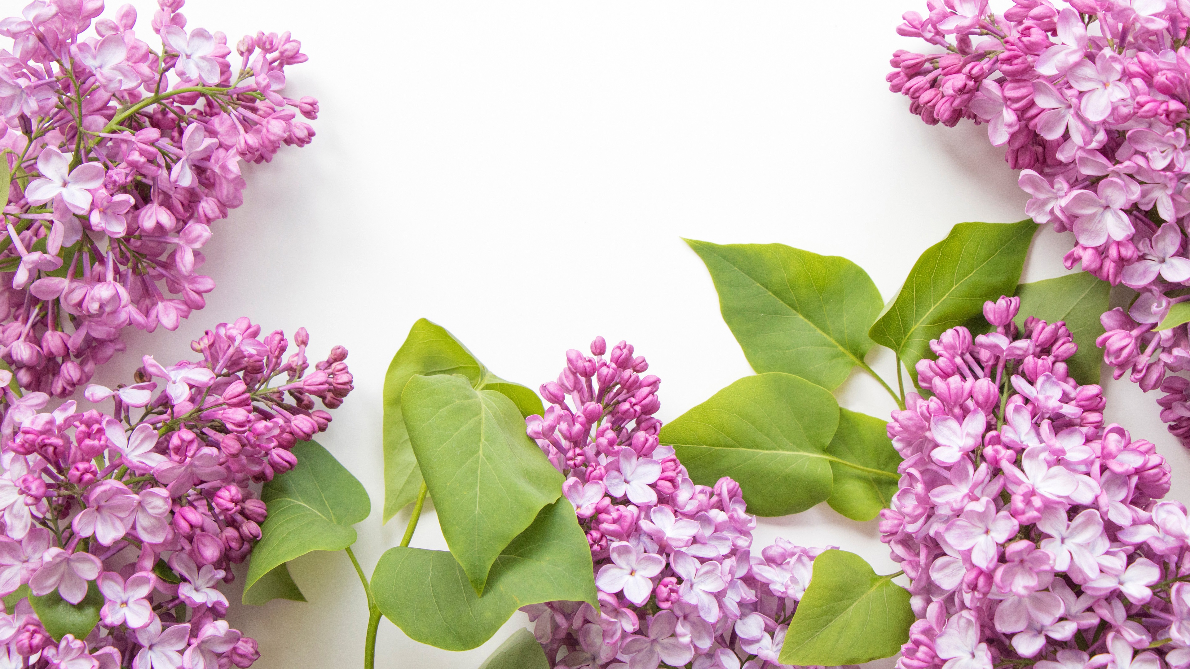 Wallpaper Pink Lilac Flowers, White Background - White Hd Wallpaper Purple Flower Background Hd - HD Wallpaper 