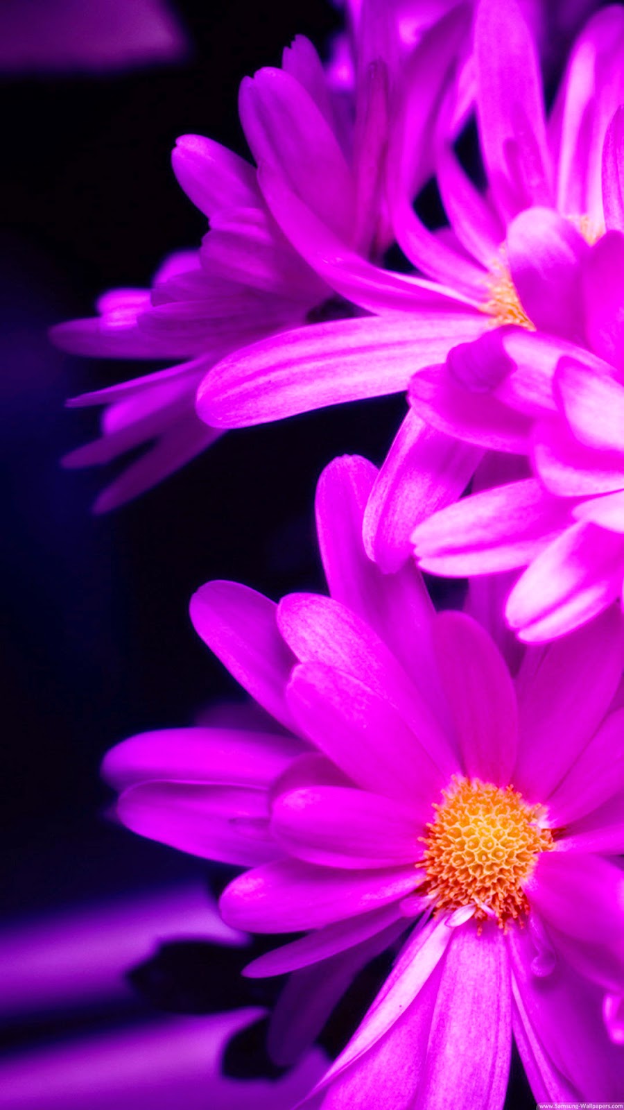 Hd Iphone Wallpapers Purple Flower - HD Wallpaper 