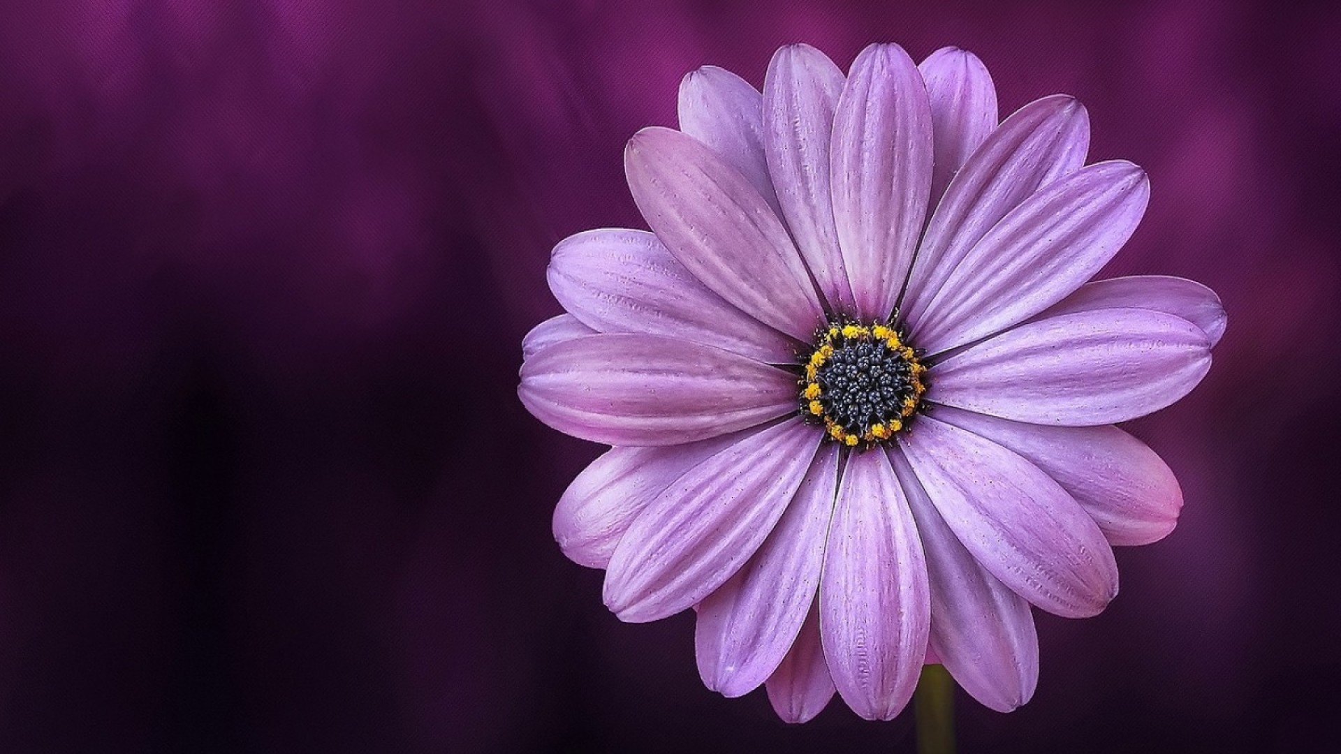 Free Flower - HD Wallpaper 