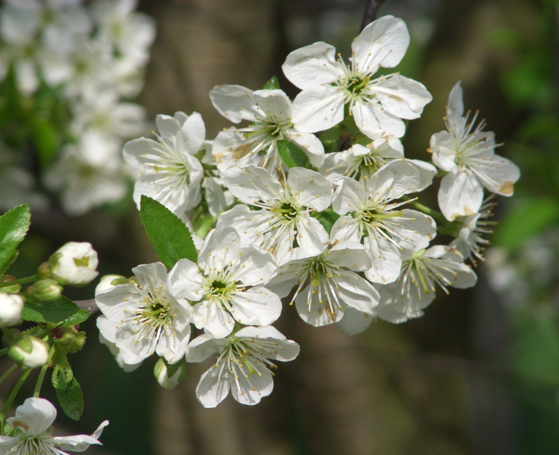 Apple Flower, White Flowers, Petals, Blossom, Bud, - Wallpaper - HD Wallpaper 