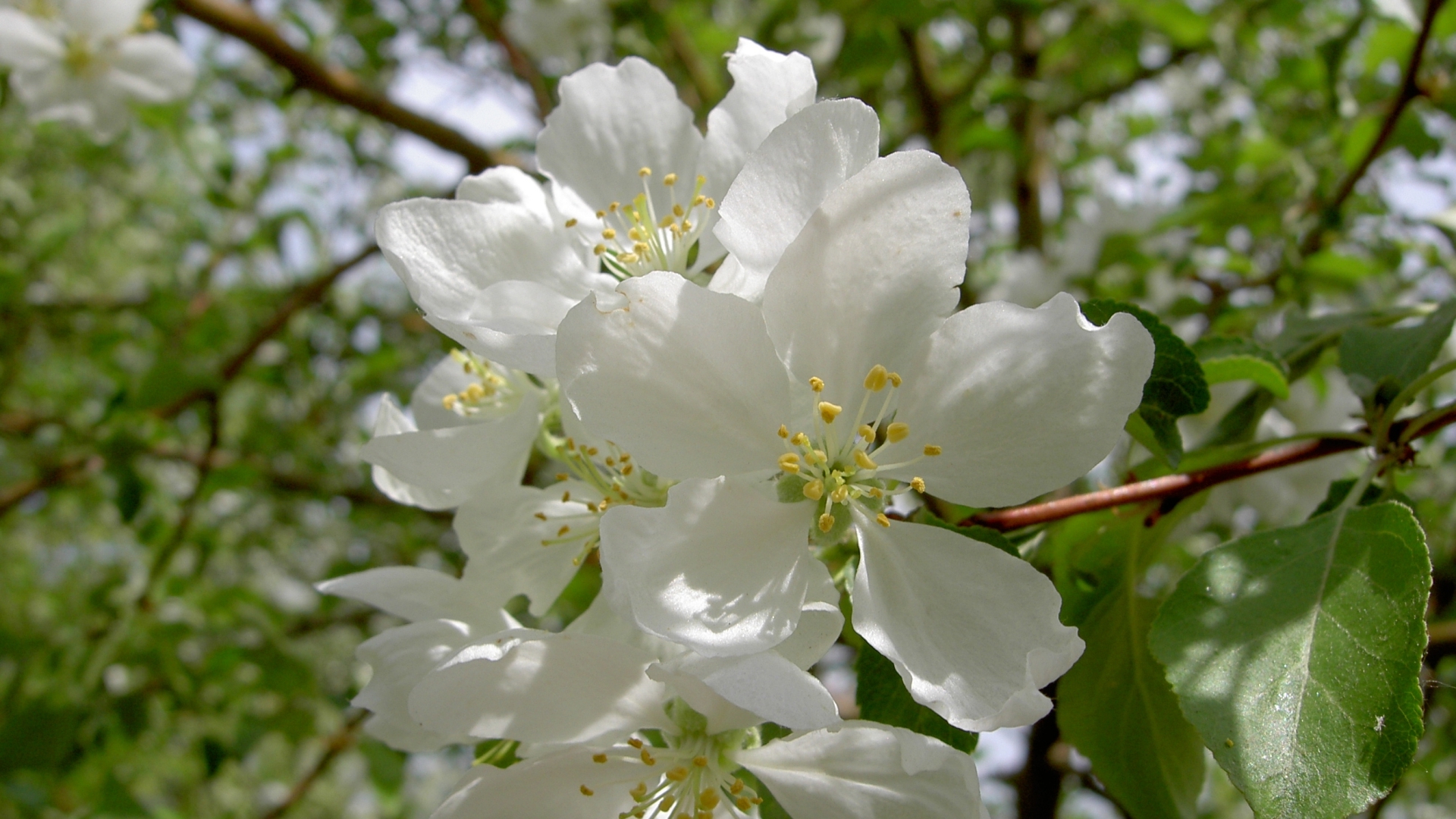 Wild Mock-orange - HD Wallpaper 