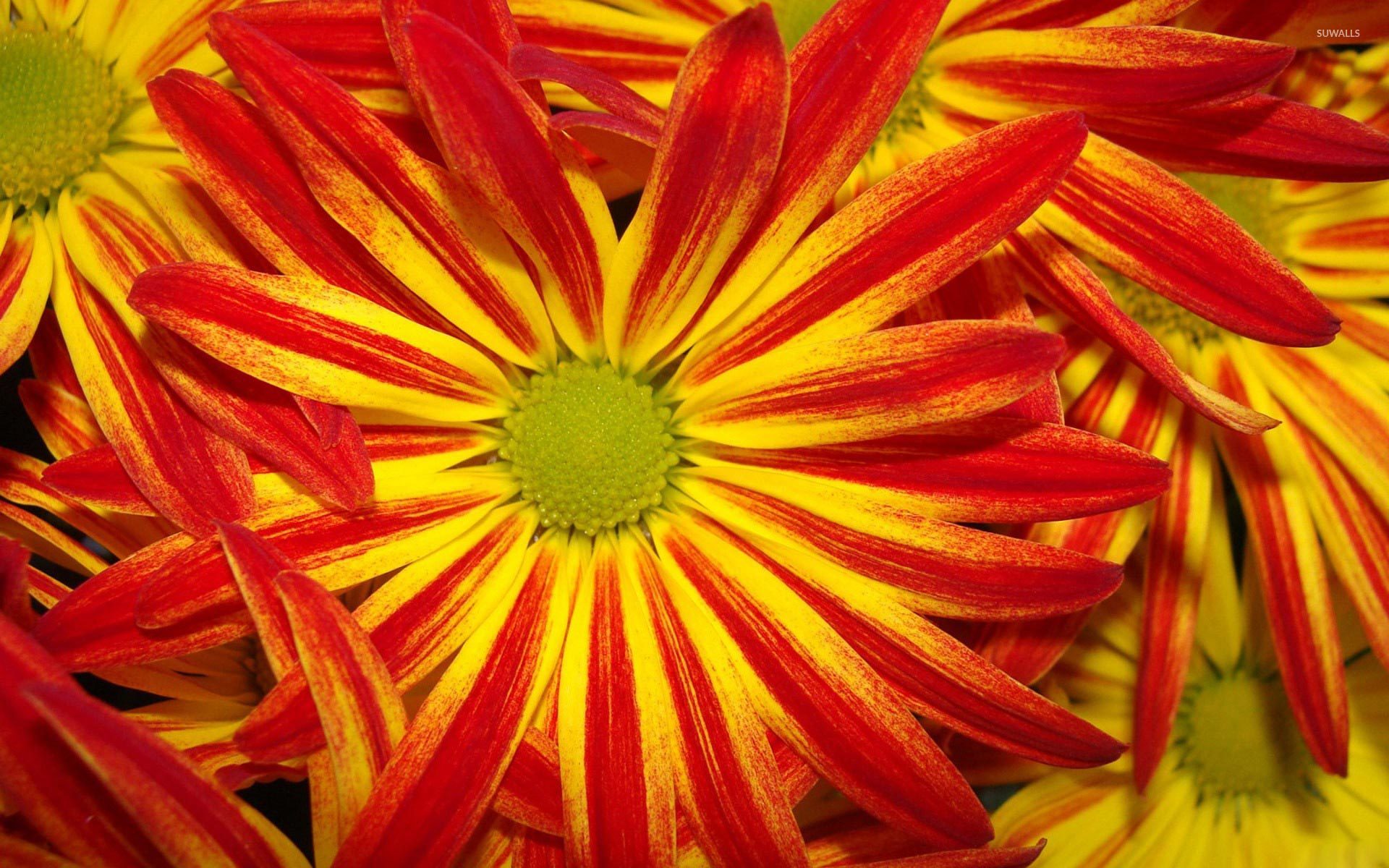 Yellow And Red Nature - HD Wallpaper 