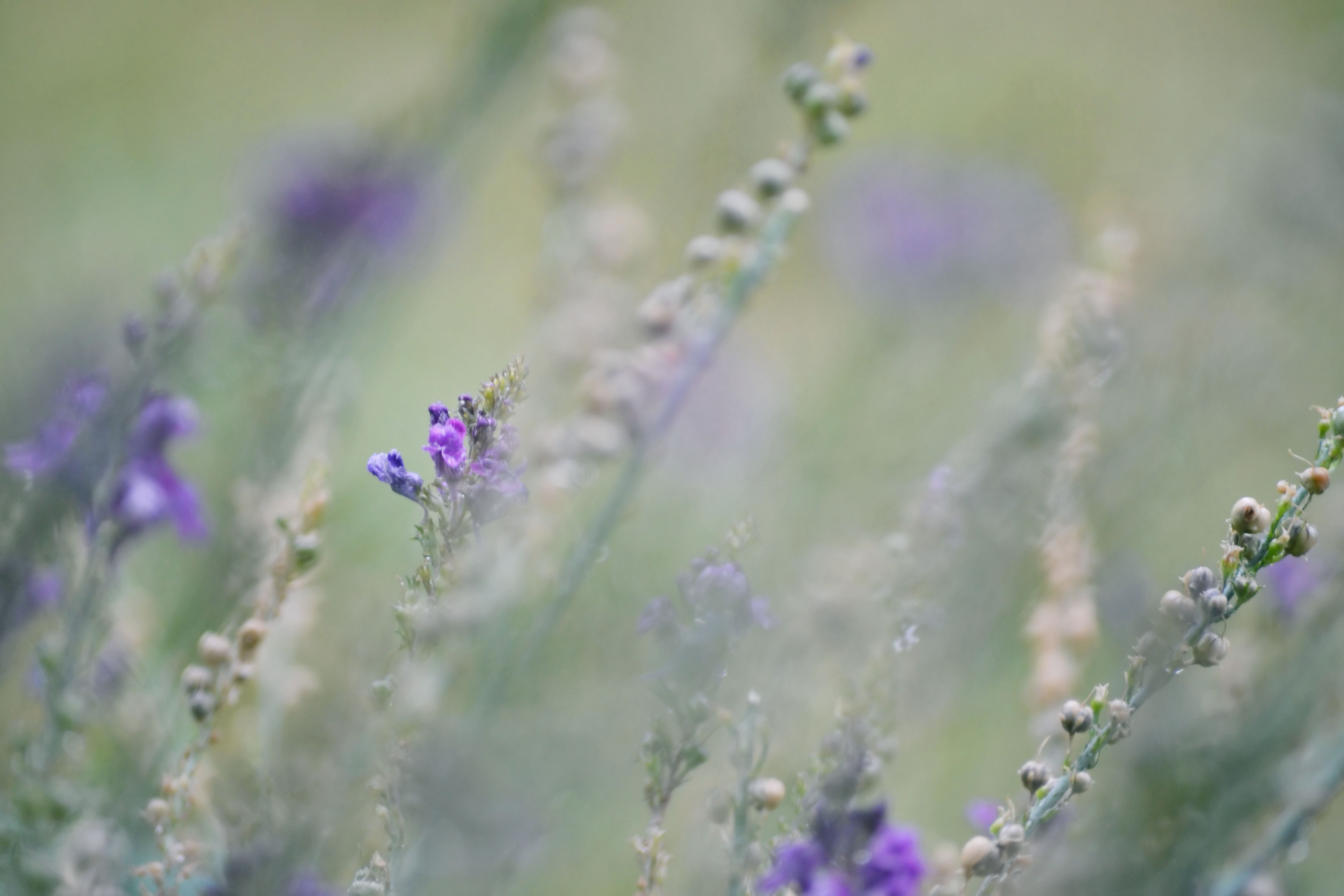 English Lavender - HD Wallpaper 