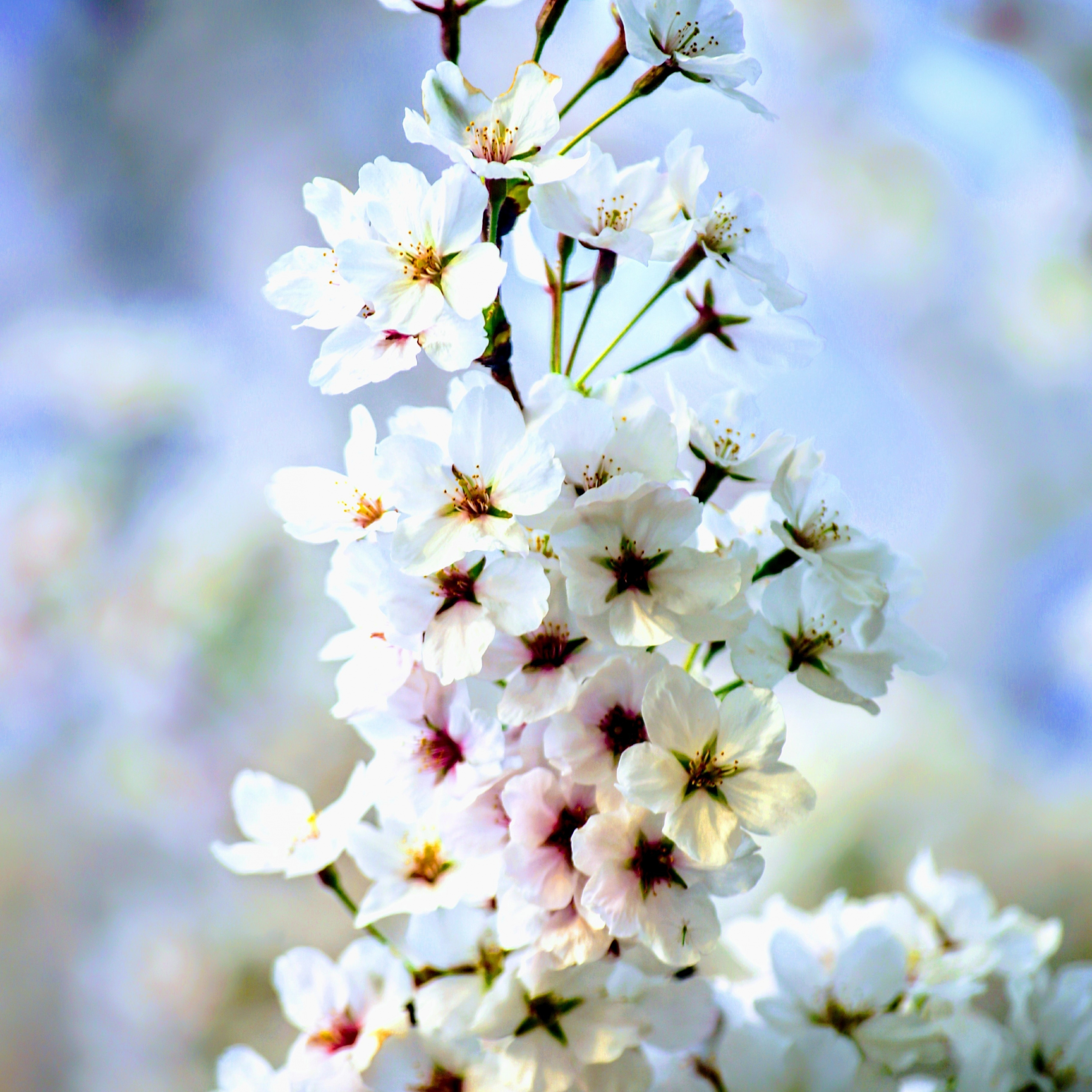 White, Apple Flowers, Blossom, Seasonal, Wallpaper - HD Wallpaper 