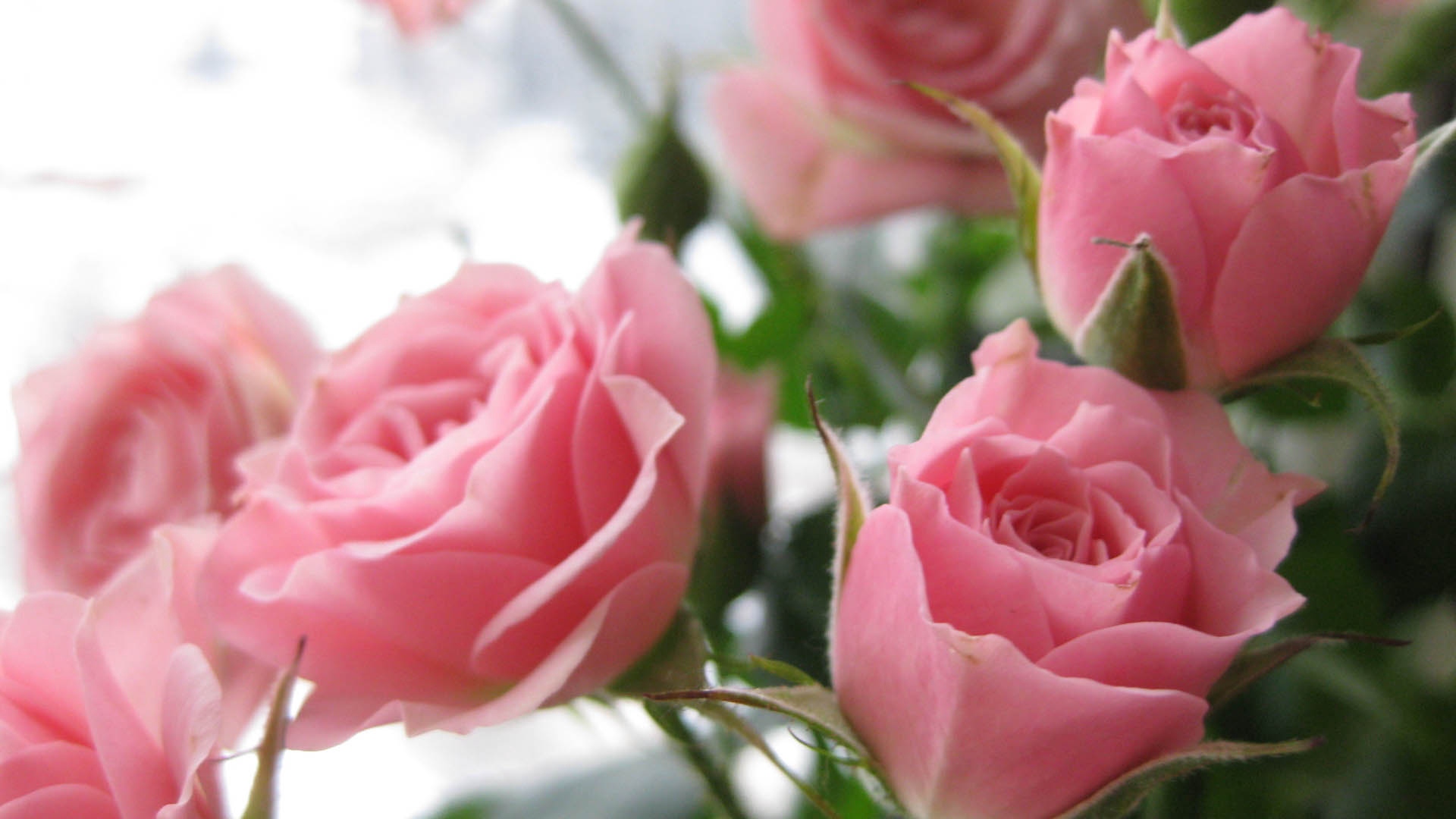 Wallpaper Rose, Buds, Rose Petals - Laetare Sunday Pink Rose - HD Wallpaper 