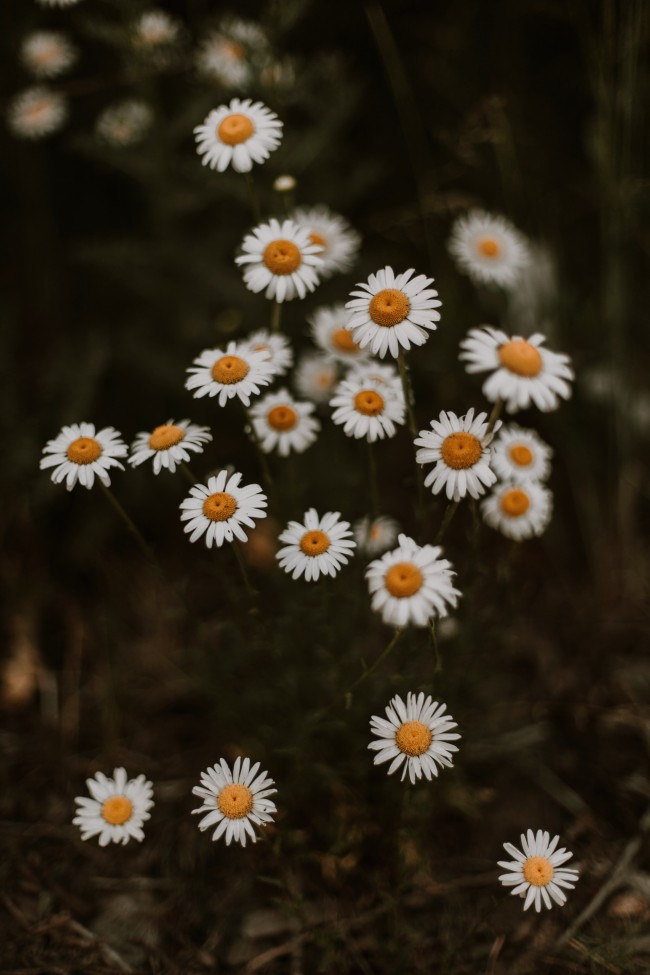 White Flowers, Daisies, Blurry, Blossom - Chamomile - HD Wallpaper 