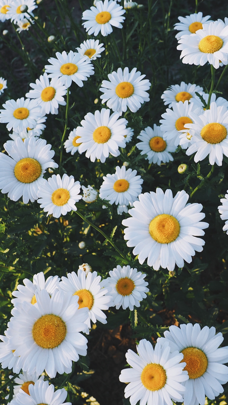 Wallpaper Daisies, Glade, Flowers, Grass - Daisy Wallpaper Hd Iphone - HD Wallpaper 