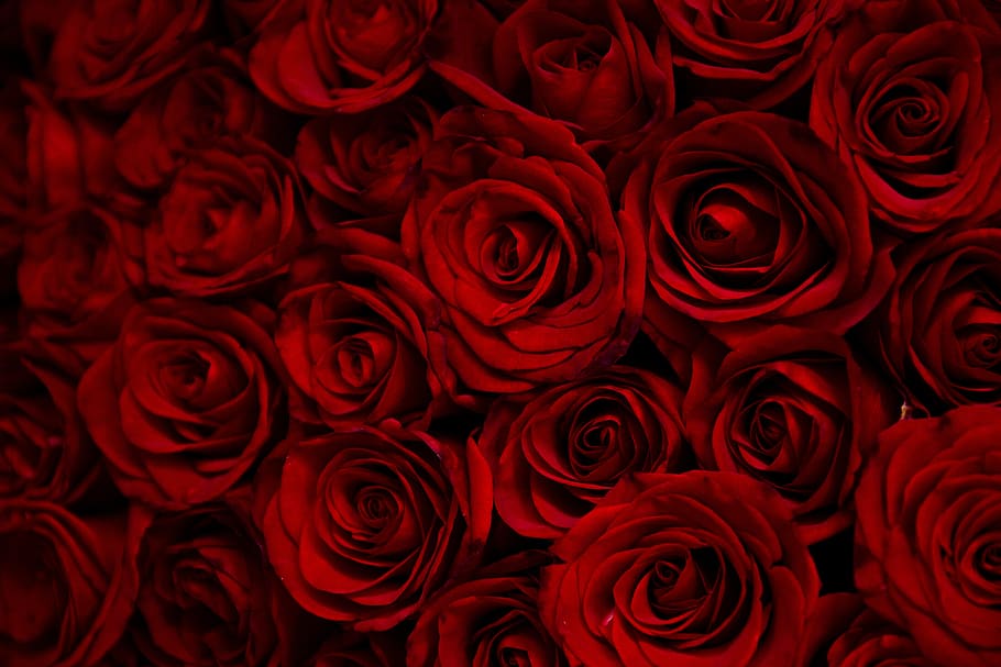 Rose, Roses, Flowers, Red, Valentine, Morning, Rose - Red Rose Wallpaper For Laptop - HD Wallpaper 