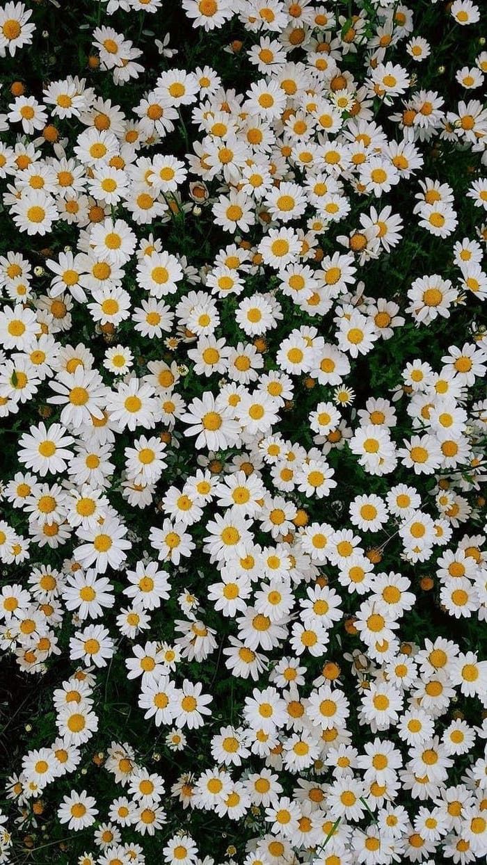 White Daisy Flower Aesthetic - HD Wallpaper 