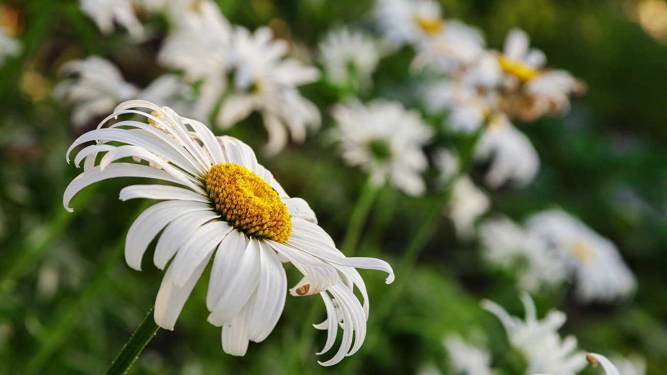 Daisy Flower Wallpaper - Daisies Backgrounds - HD Wallpaper 