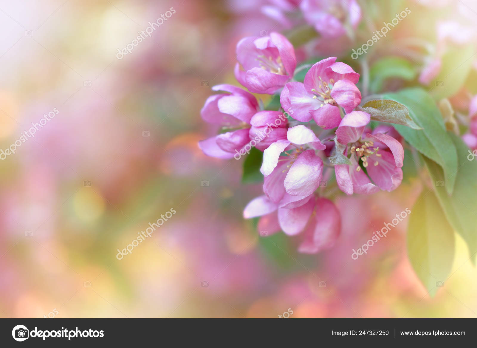 Close-up - HD Wallpaper 