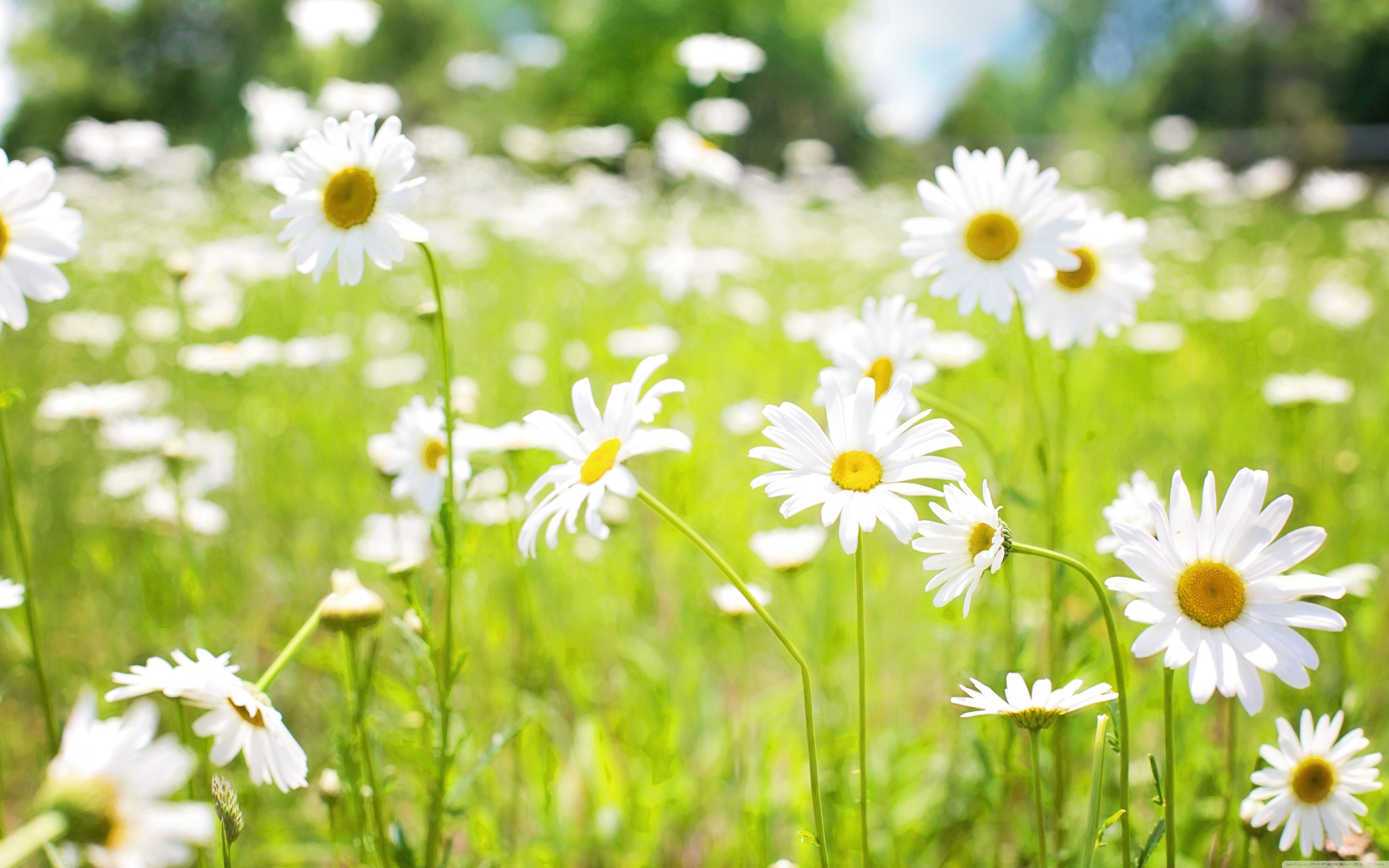 Field Of Daisies - HD Wallpaper 