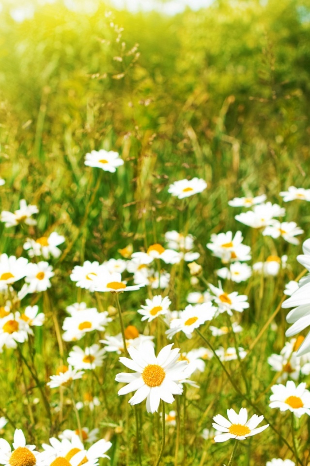 Field Of Daisies Iphone - HD Wallpaper 