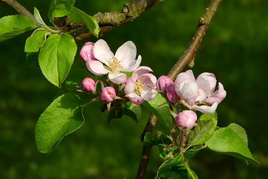 Apple-blossom, Apple Tree, Blooming Apple Tree, Fruit - Fruit Tree - HD Wallpaper 