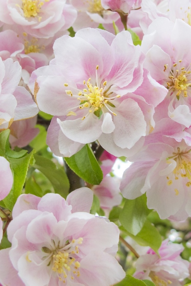 Flores Del Campo Bonitas - HD Wallpaper 