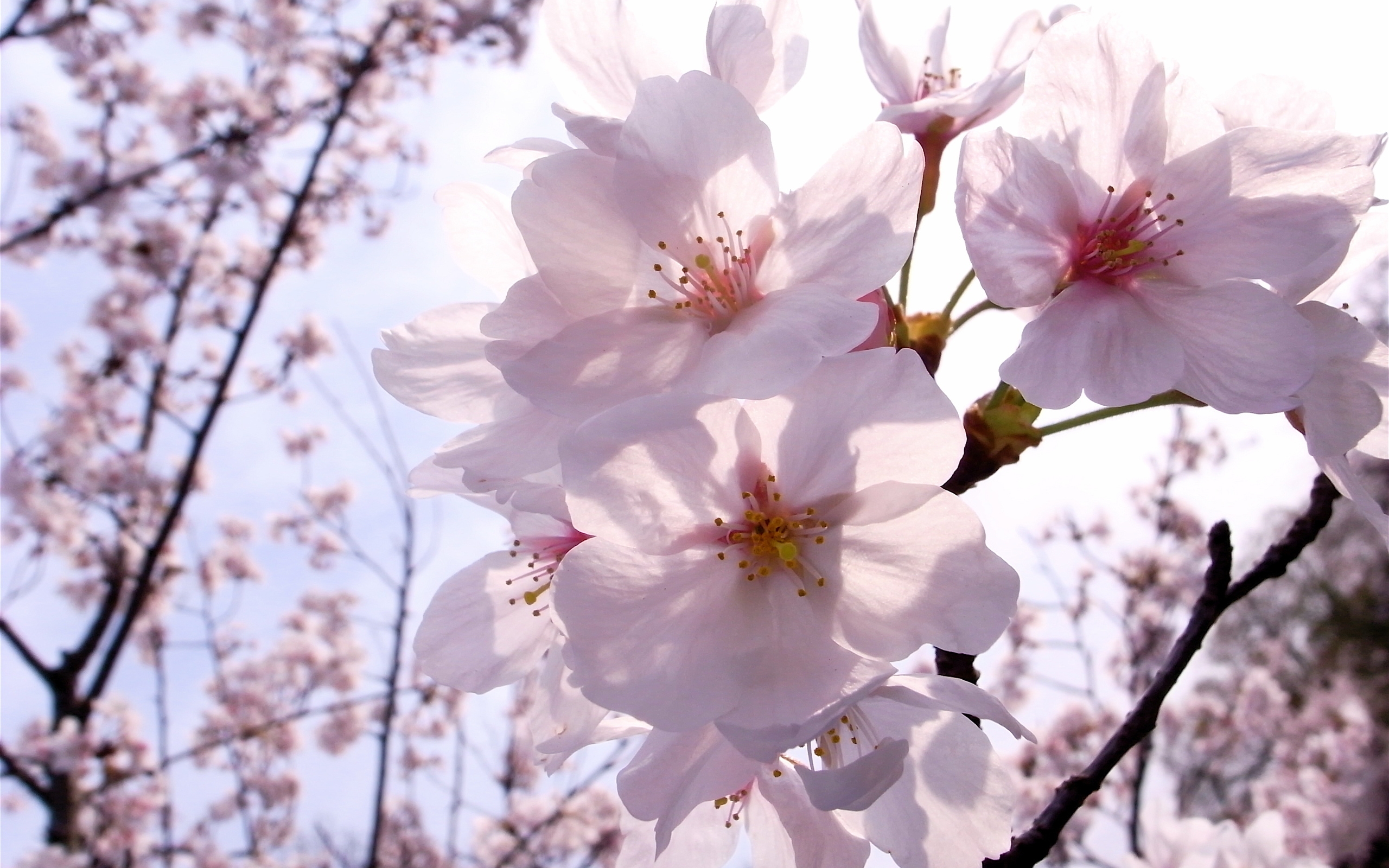 Blooming Apple Flower - Светлые Картинки На Рабочий Стол - HD Wallpaper 
