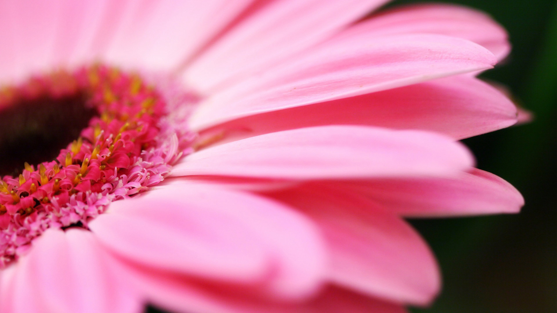 Pink Daisy Wallpaper - HD Wallpaper 