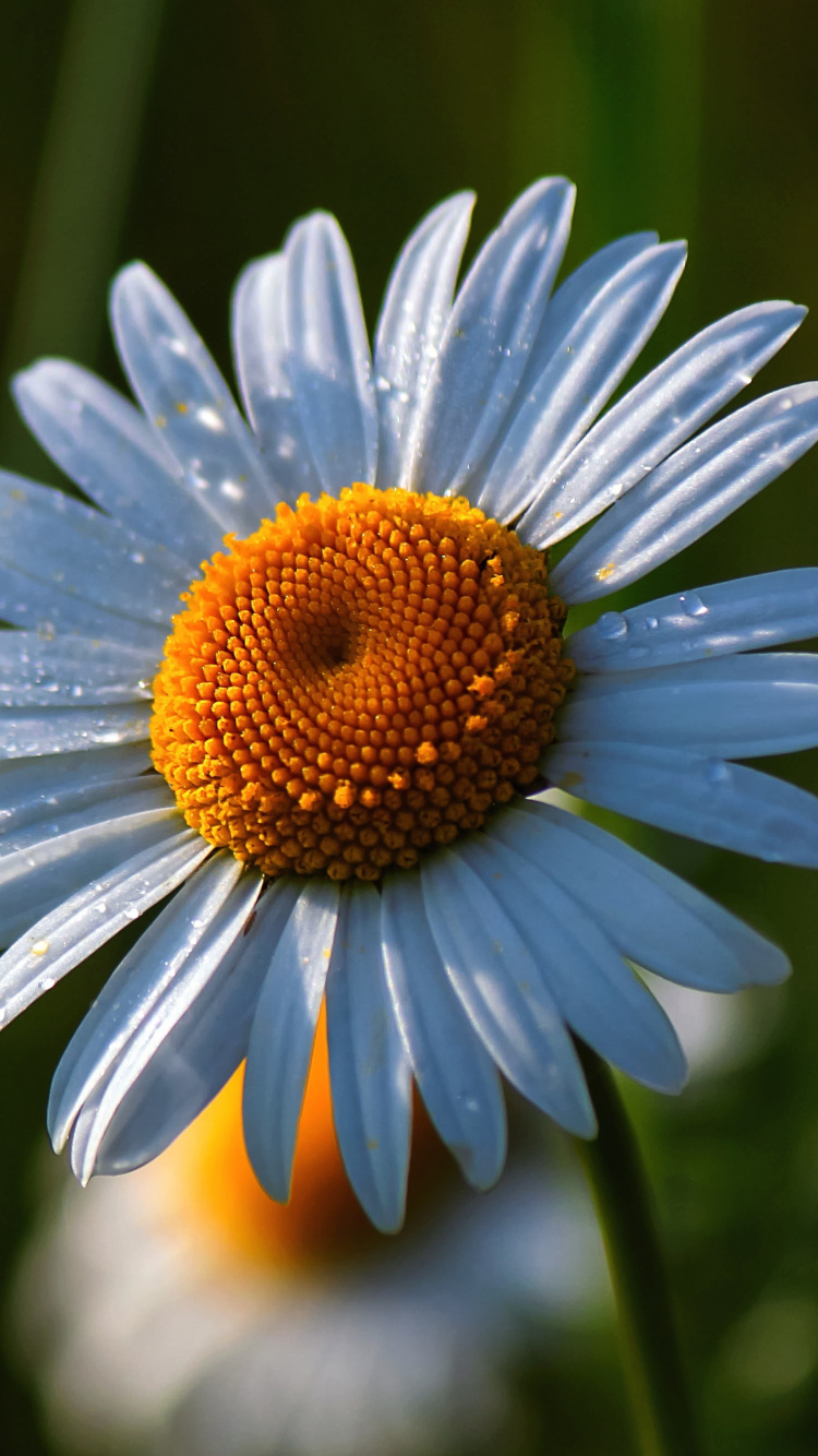 Daisy, Summer, Flower, Drops, Wallpaper - Birth Flower Of April - HD Wallpaper 