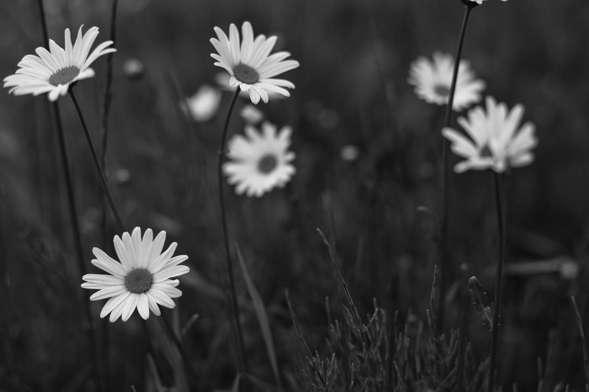 Daisy Wallpapers By Wallpaperxyz - Hoa Màu Đen Đẹp - HD Wallpaper 