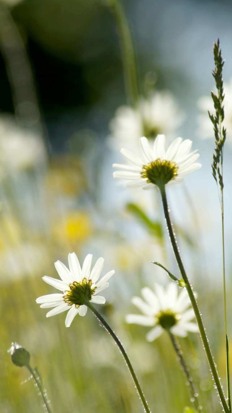 Oxeye Daisy - HD Wallpaper 
