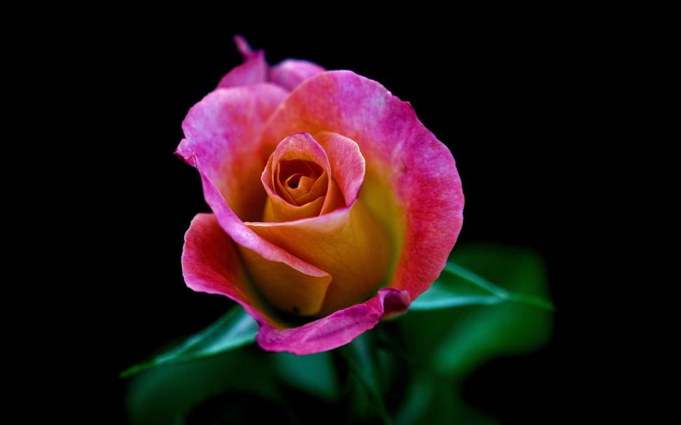 One Pink Rose Flower Close-up, Black Background Wallpaper,one - Pink Rose  With Black Background - 970x606 Wallpaper 