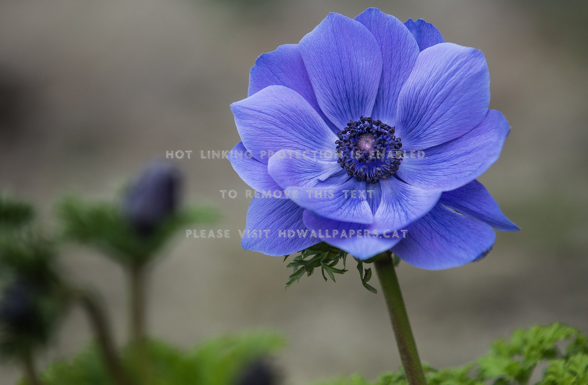 Lovely Flower Beautiful One Garden Nature - HD Wallpaper 