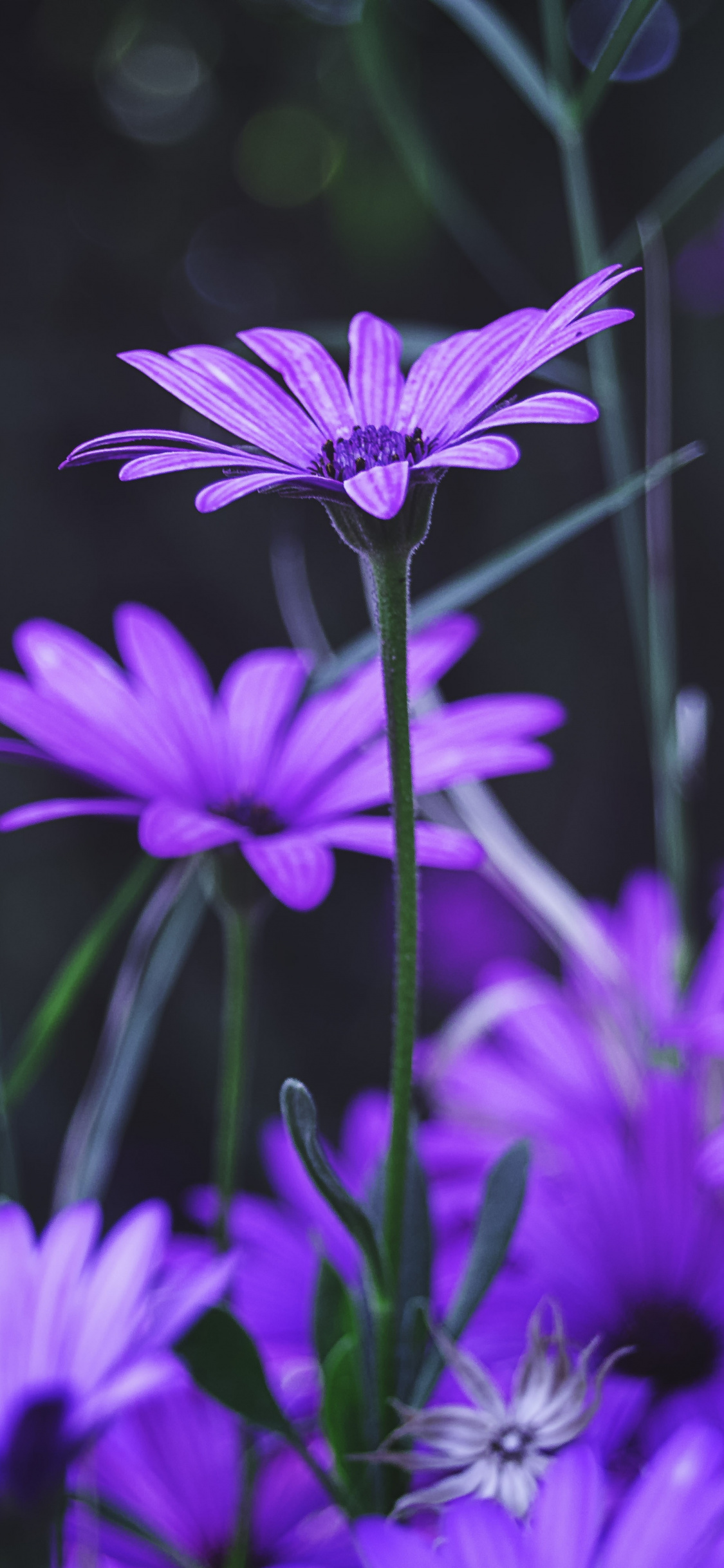 Garden, Flowers, Purple Daisy, Bloom, Wallpaper - Flower Purple Iphone Wallpaper Hd - HD Wallpaper 