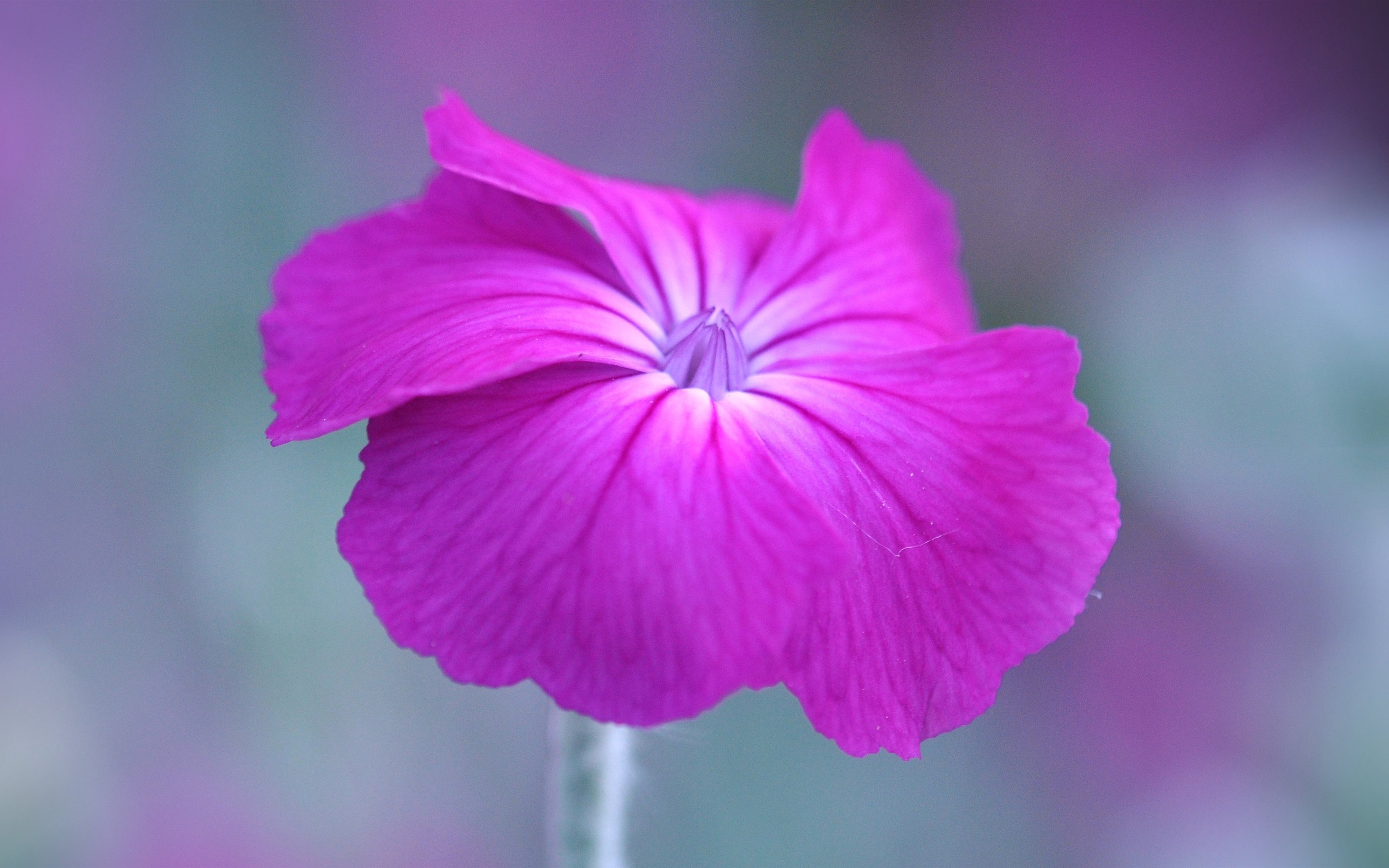 Wallpaper One Pink Petunia Flower - Petunia - HD Wallpaper 