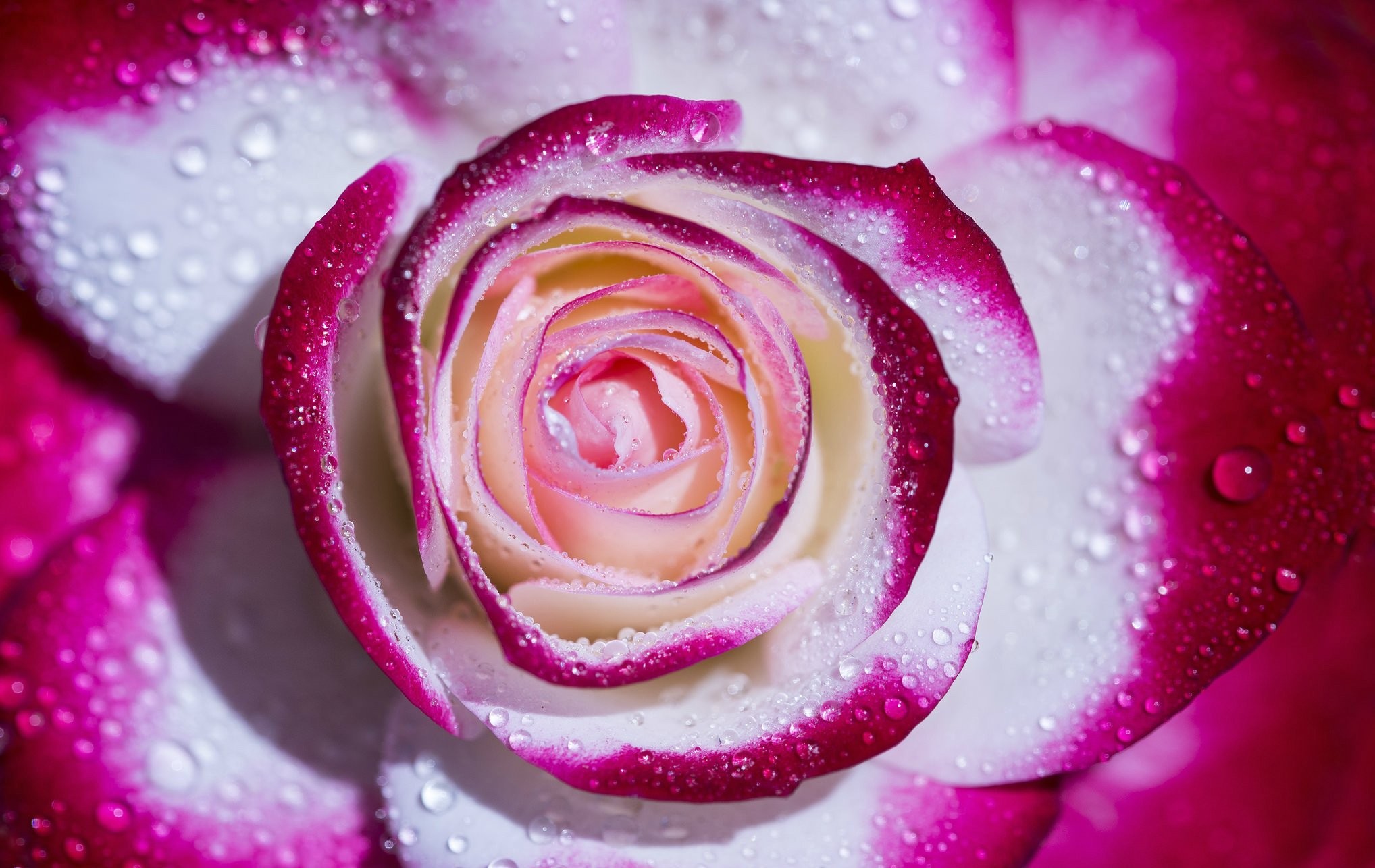 Rose Petals Wallpaper - HD Wallpaper 