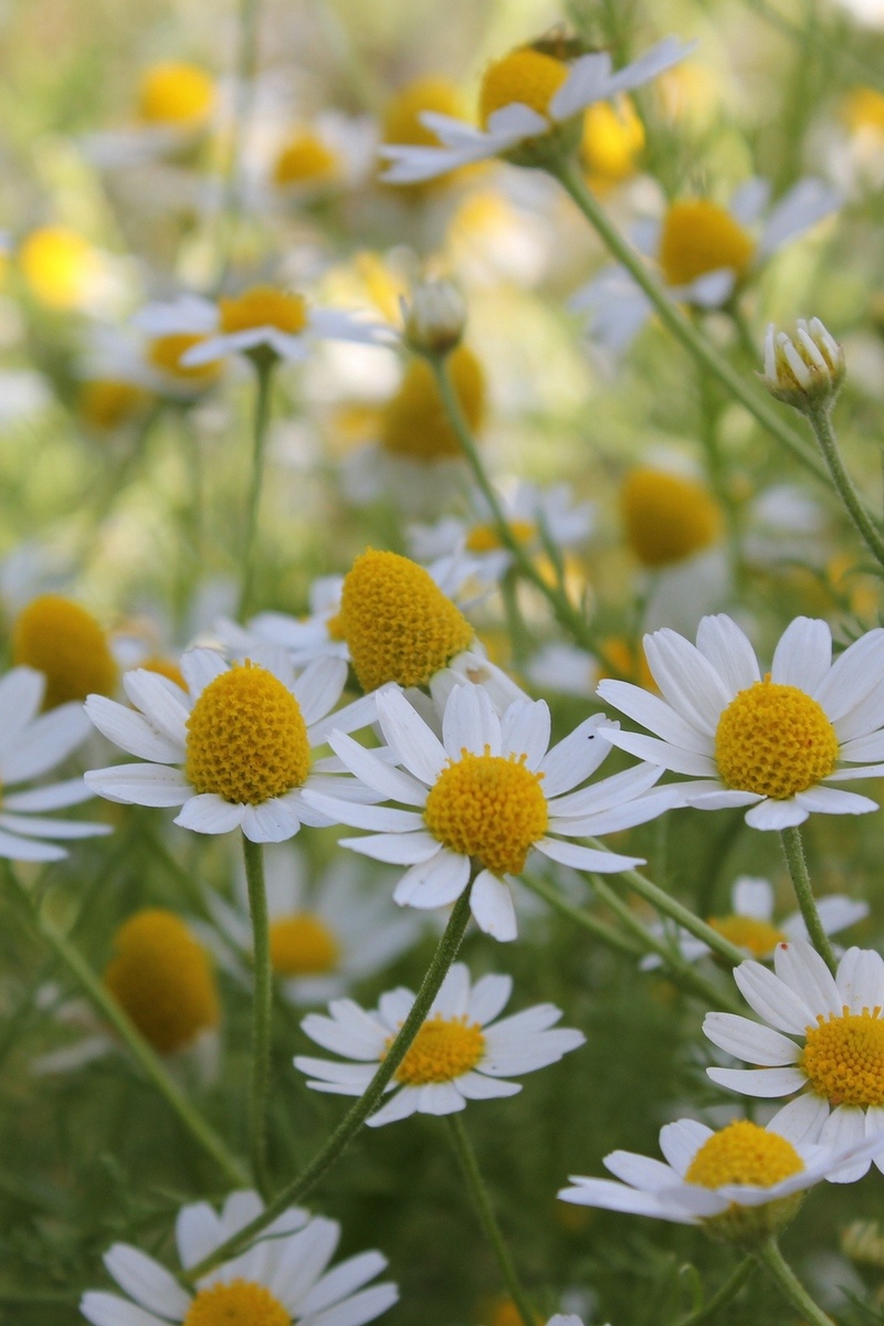 Wallpaper Daisies, Flowers, Summer, Field - Daisies Backgrounds - HD Wallpaper 