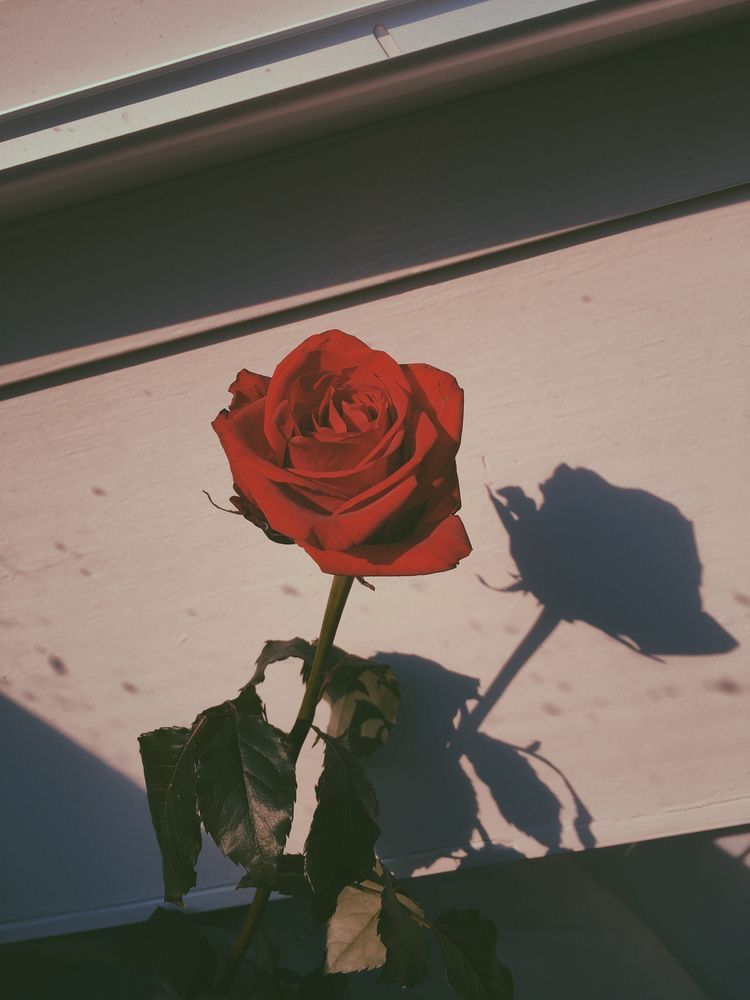 Aesthetic Rose - HD Wallpaper 