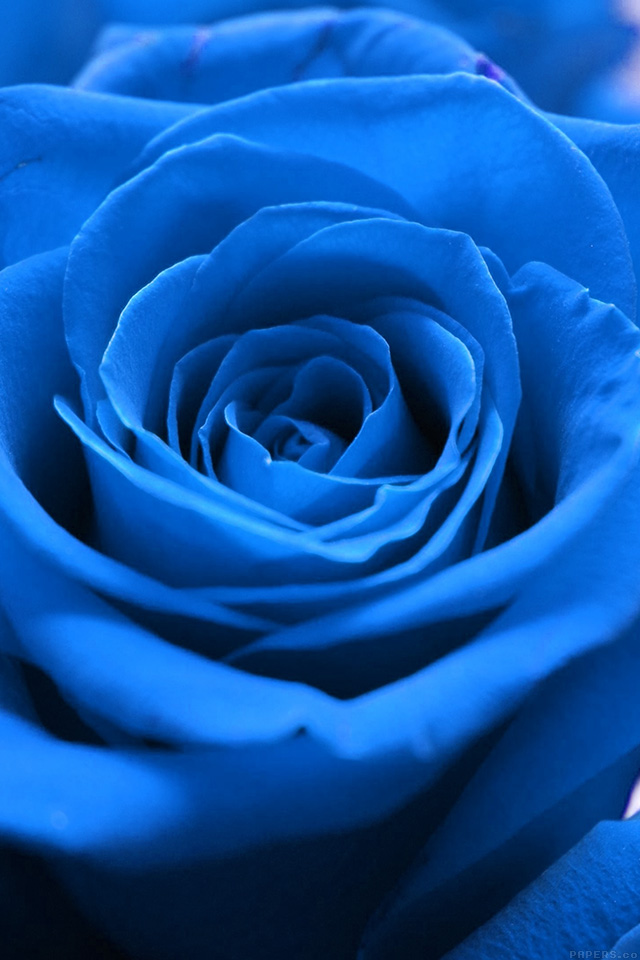 Iphone Blue Flower Wallpaper Hd - HD Wallpaper 