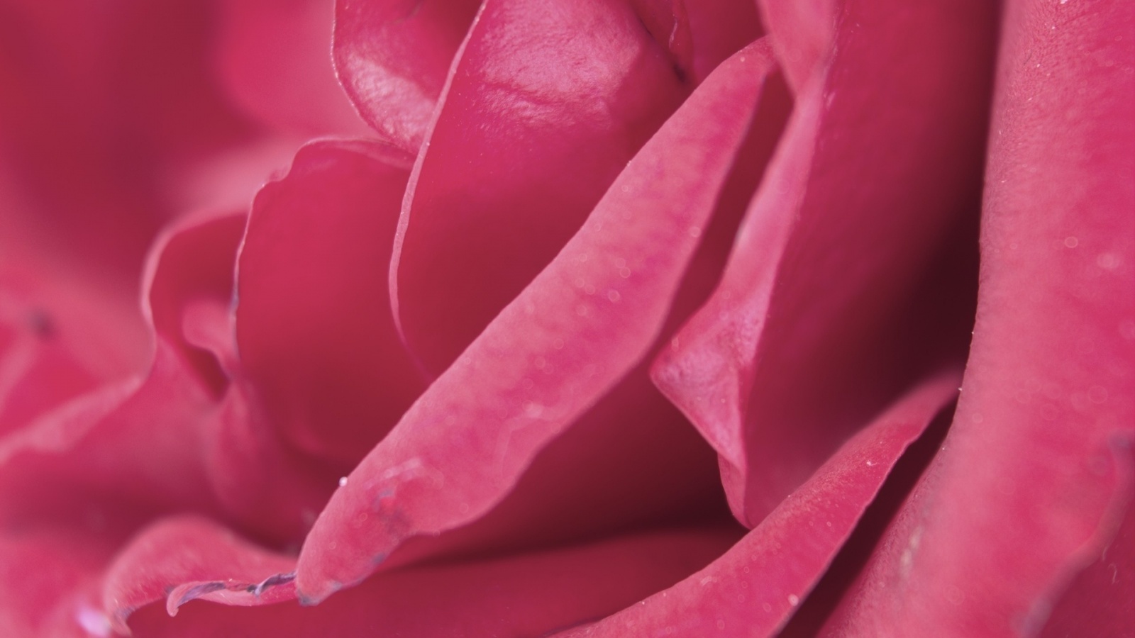Pink Rose Petals - Rose - HD Wallpaper 