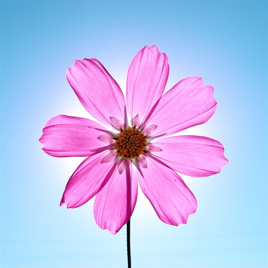Macro Sunshine Crystal Pink Flower Ipad Air Wallpaper - Garden Cosmos - HD Wallpaper 