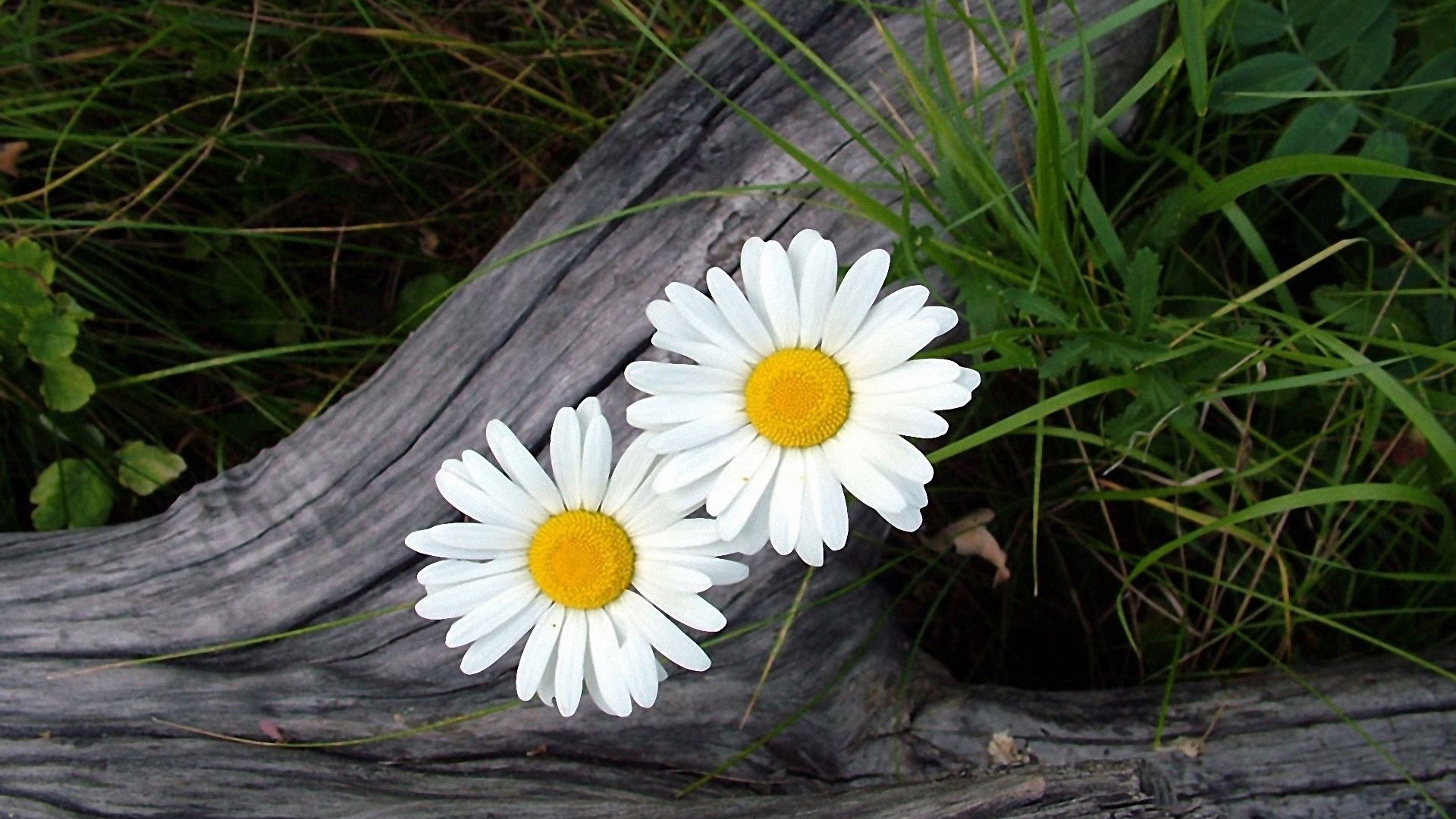 Daisy Images Of Flowers In Nature - HD Wallpaper 